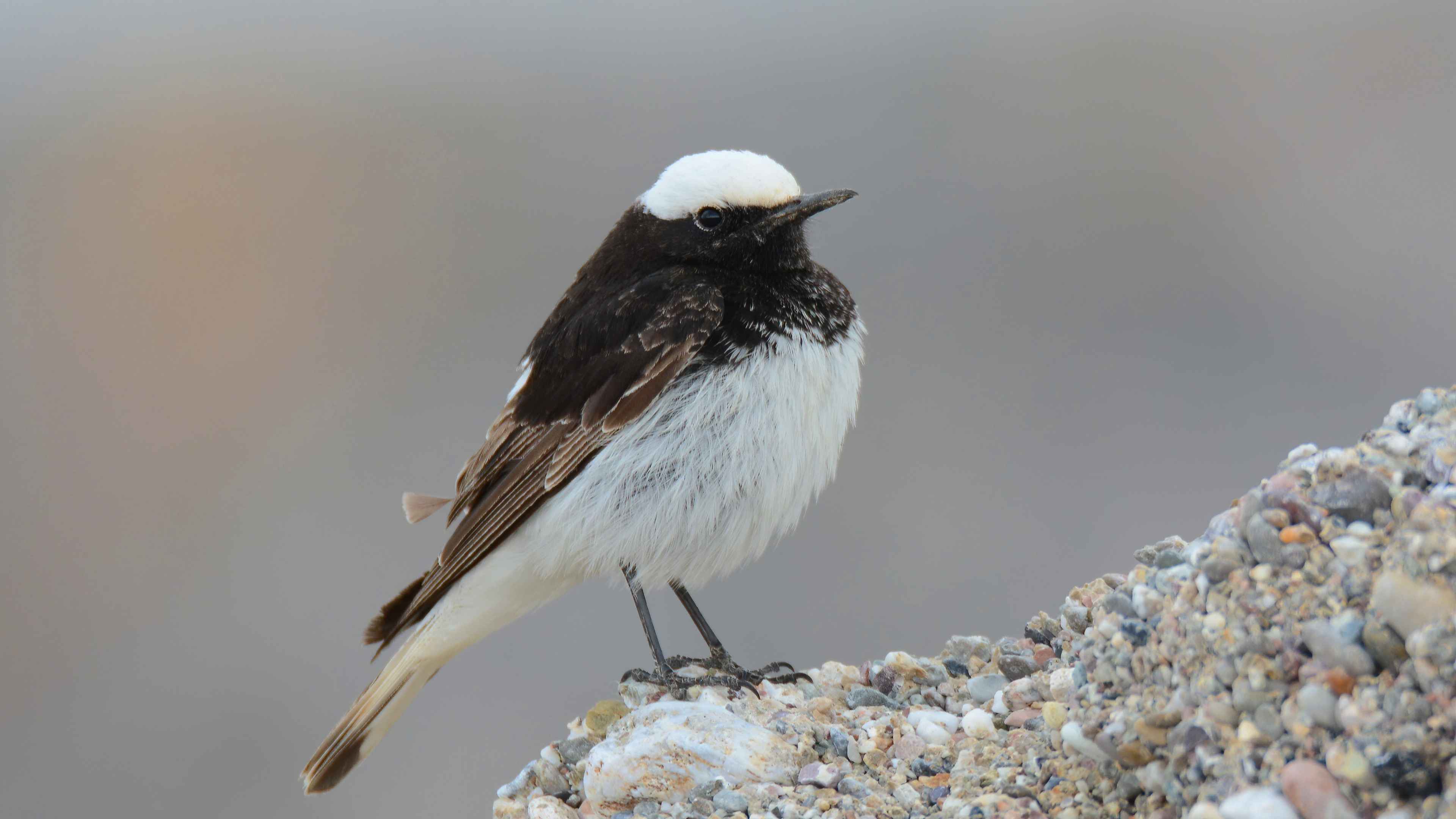 Hooded Wheatear