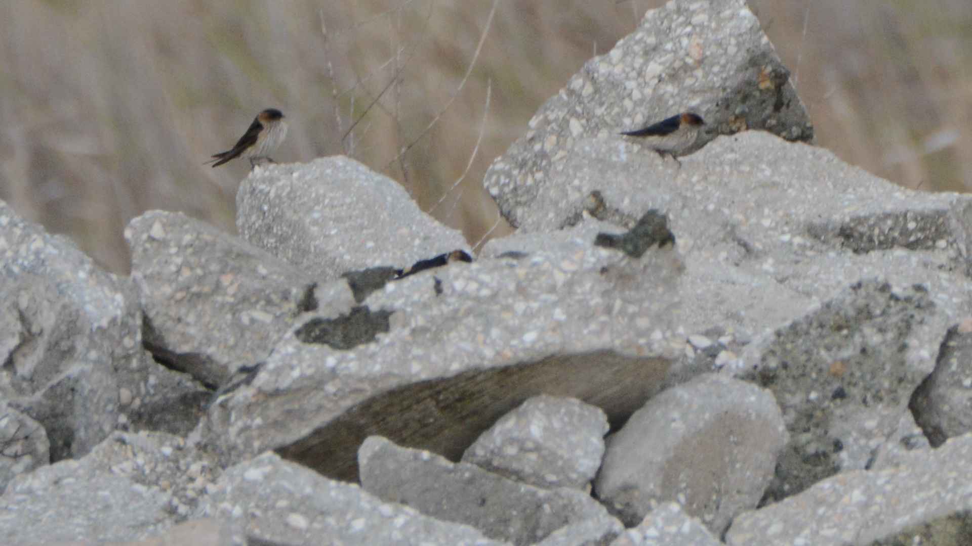 Doğulu Kızıl Kırlangıç