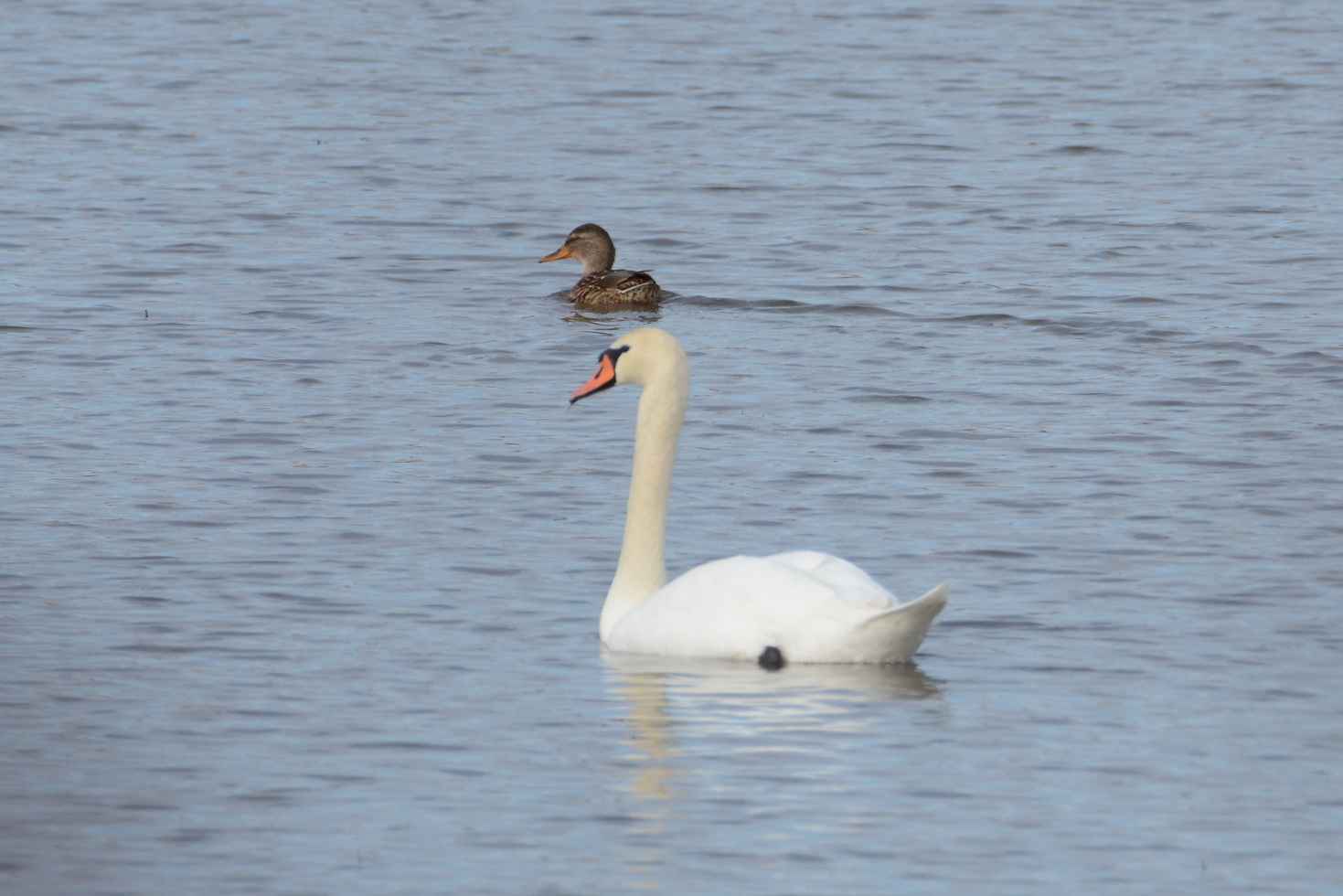 Mute Swan