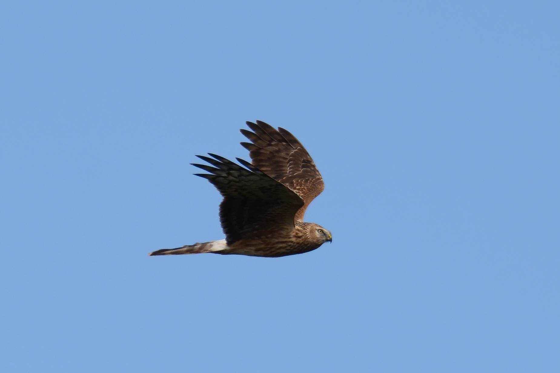 Hen Harrier