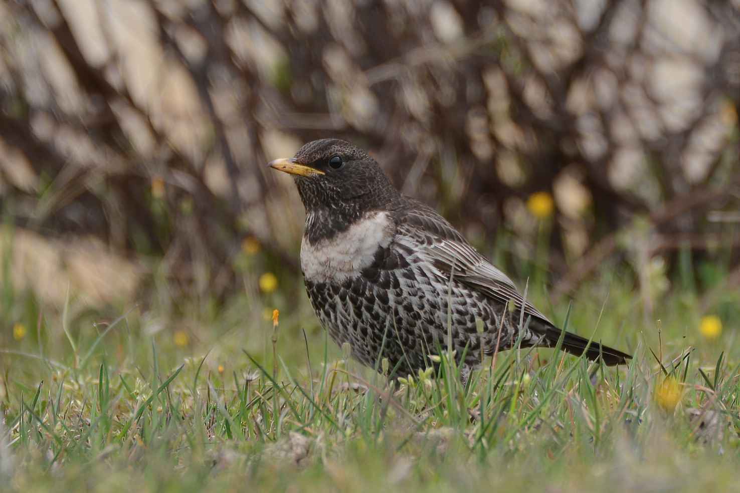 Ring Ouzel