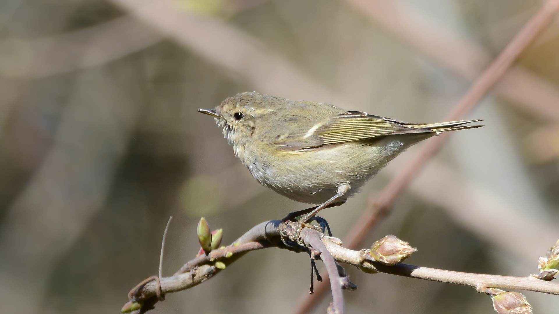 Hume's Warbler