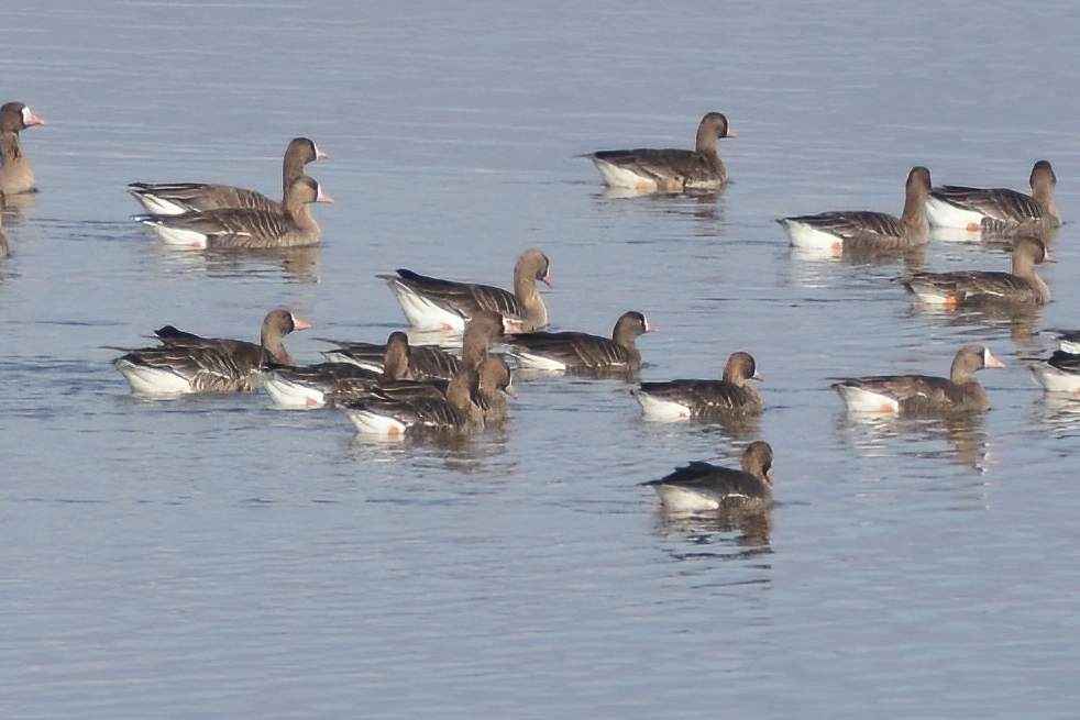 Lesser White-fronted Goose