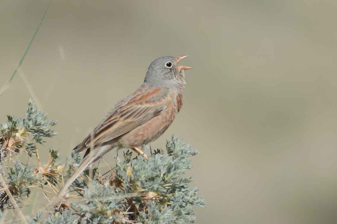 Gray-necked Bunting