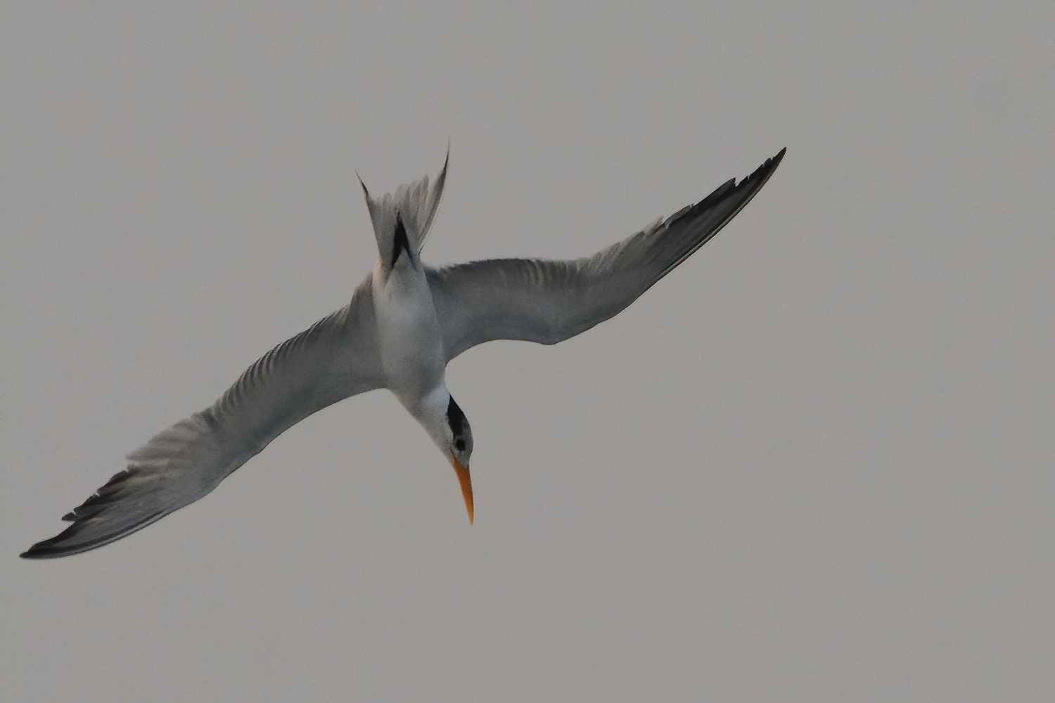 Lesser Crested Tern