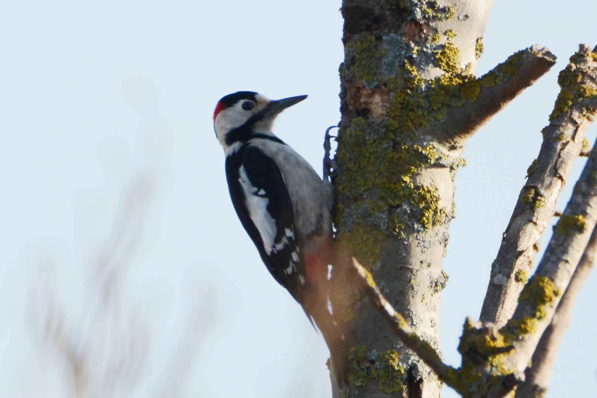 Syrian Woodpecker