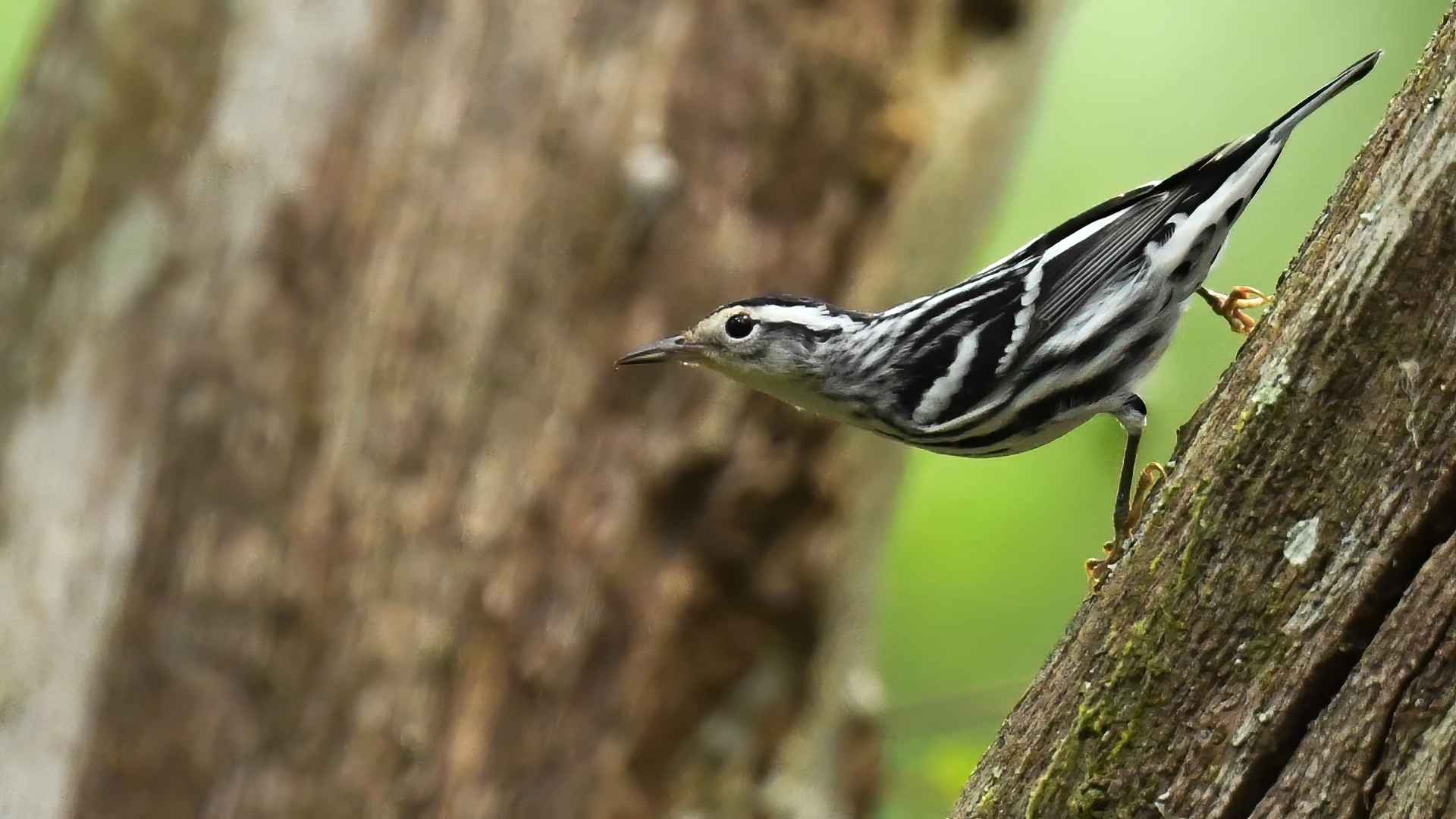 Mniotilta varia