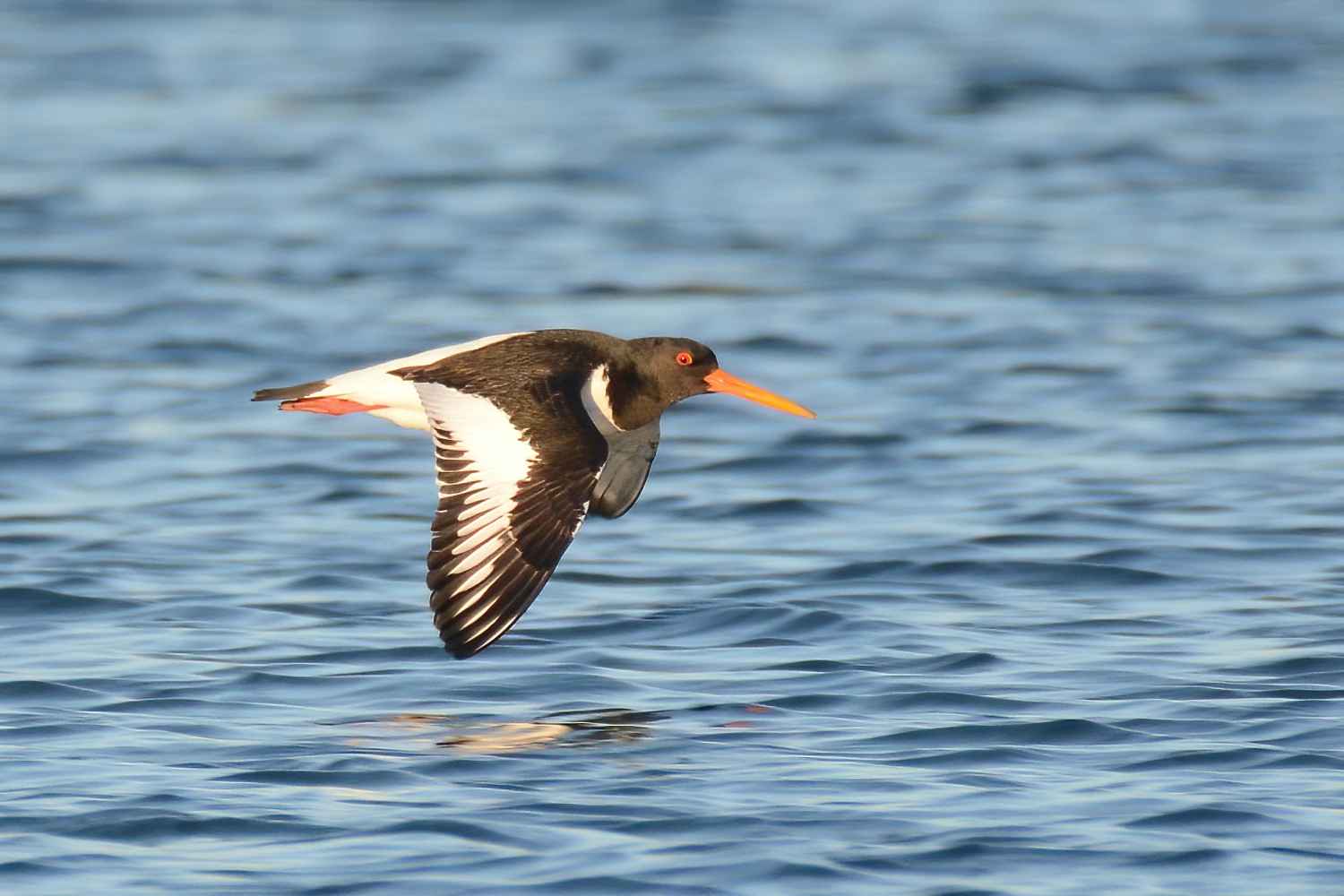 Eurasian Oystercatcher