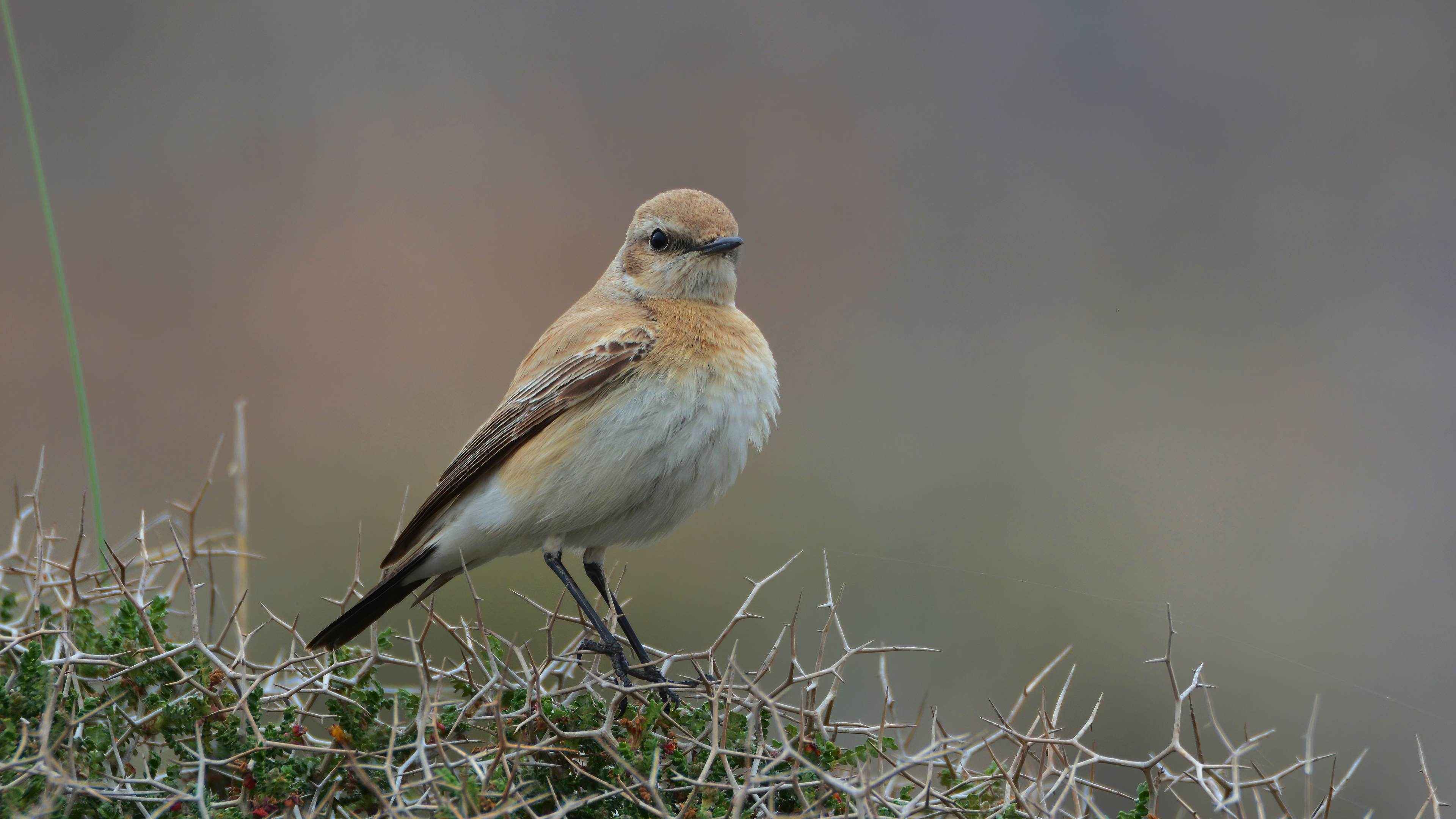 Desert Wheatear