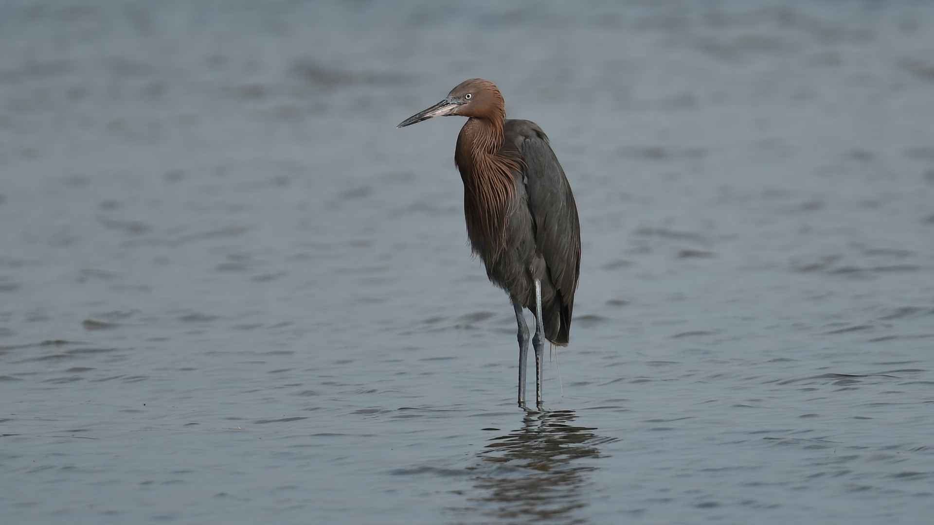 Egretta rufescens