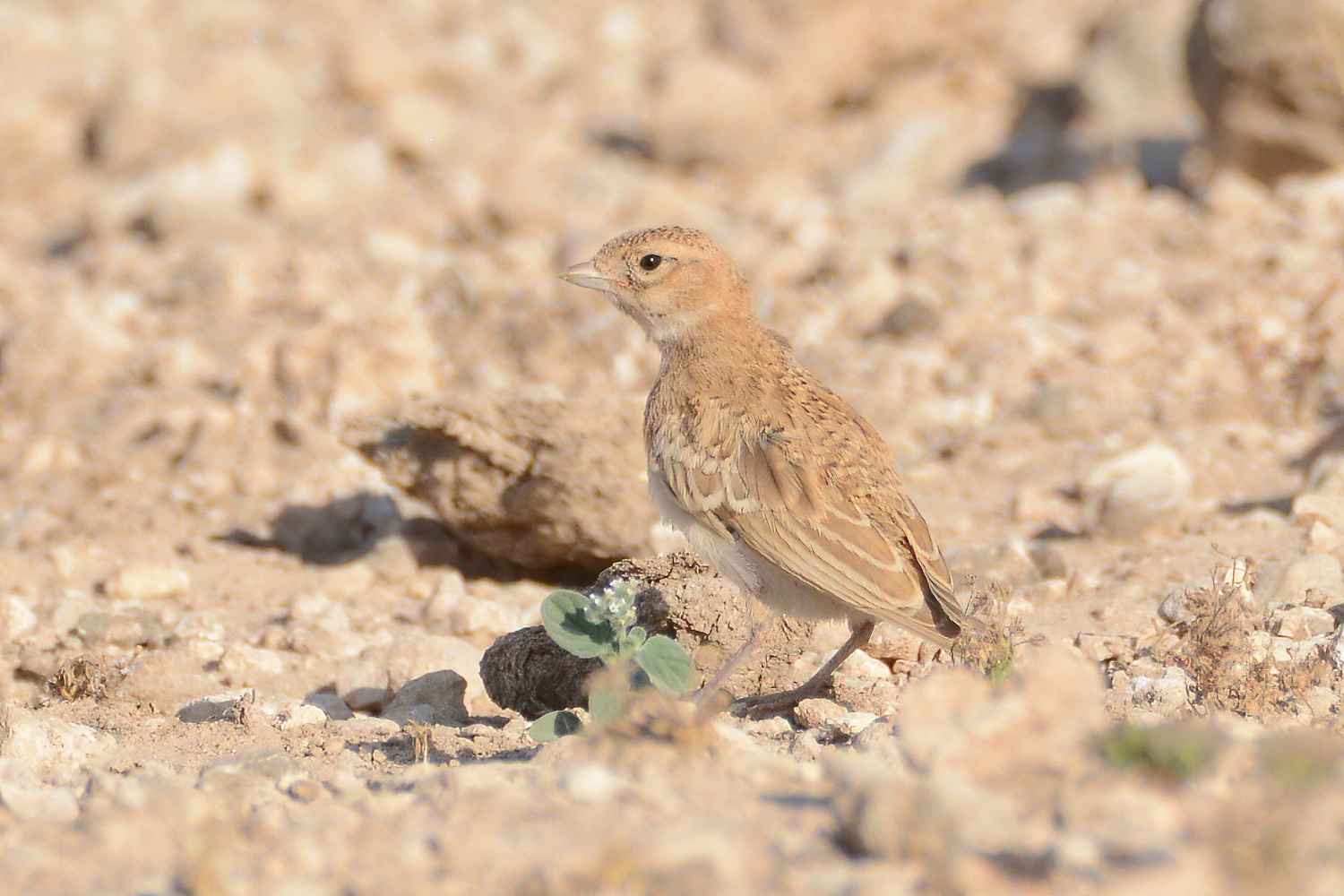 Lesser Short-toed Lark