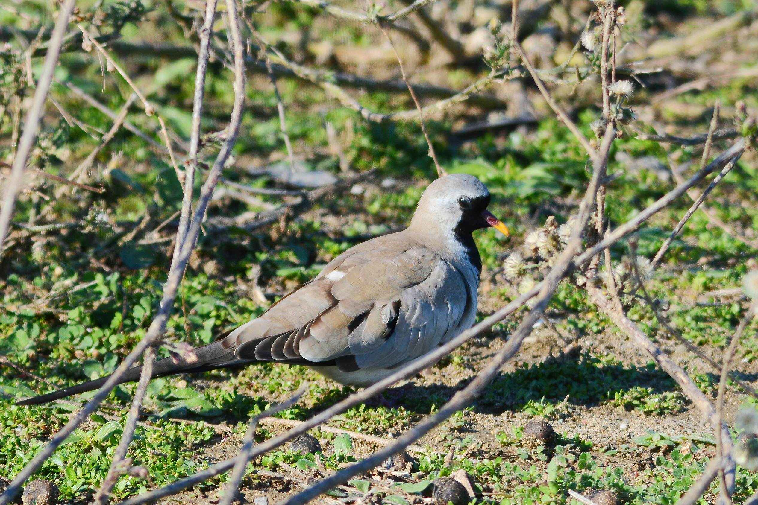 Namaqua Dove