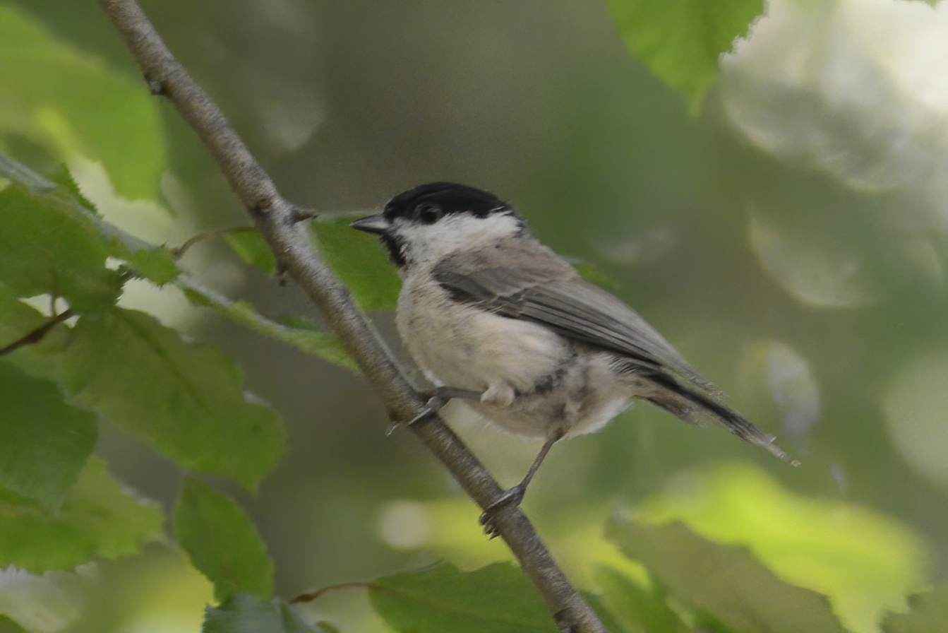 Marsh Tit