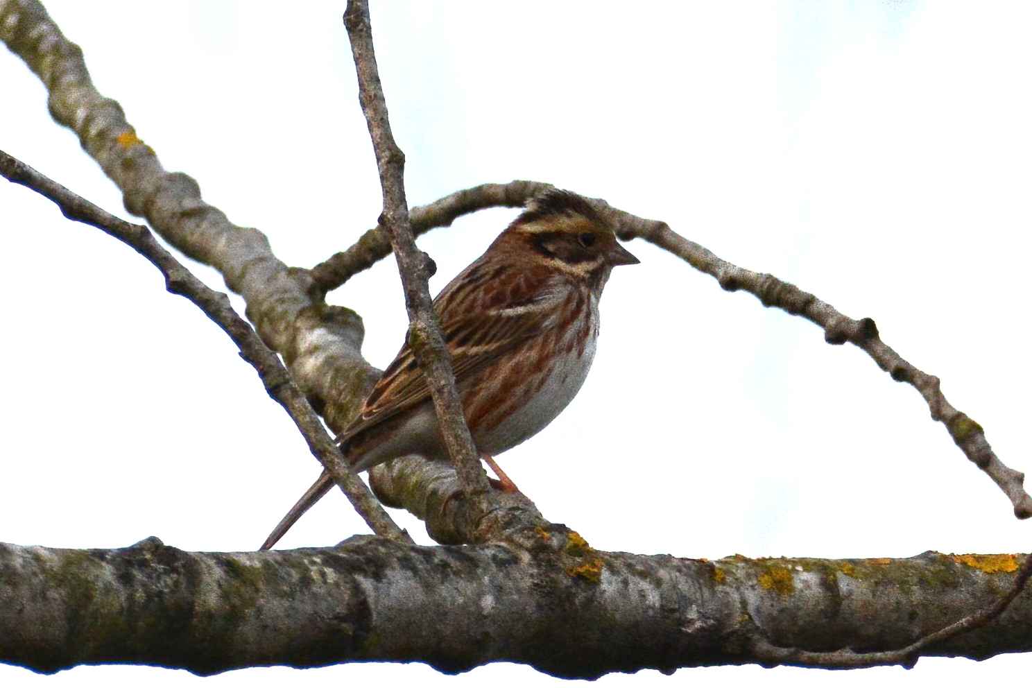 Rustic Bunting