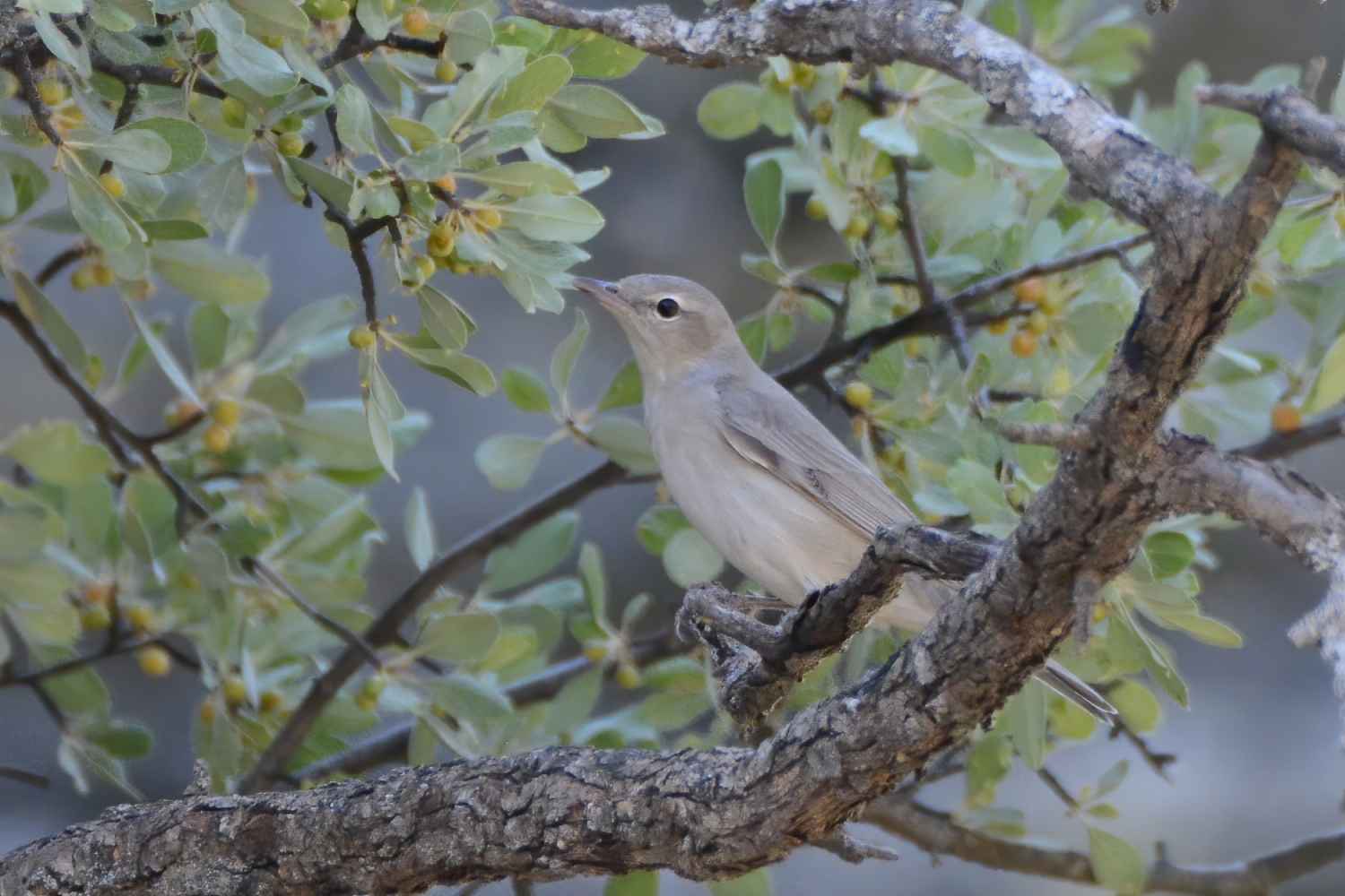 Garden Warbler