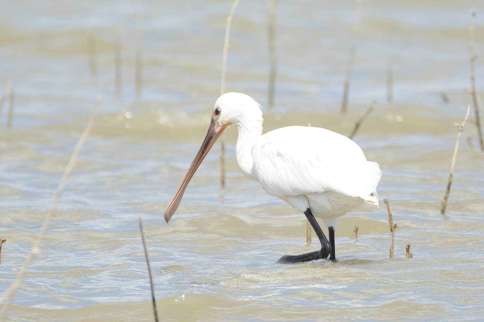 Eurasian Spoonbill