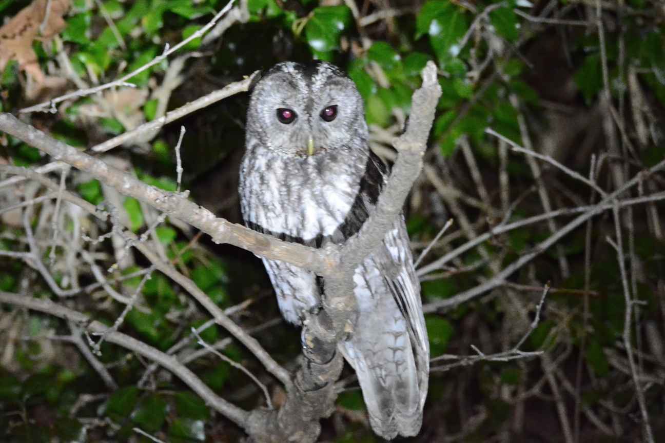 Tawny Owl