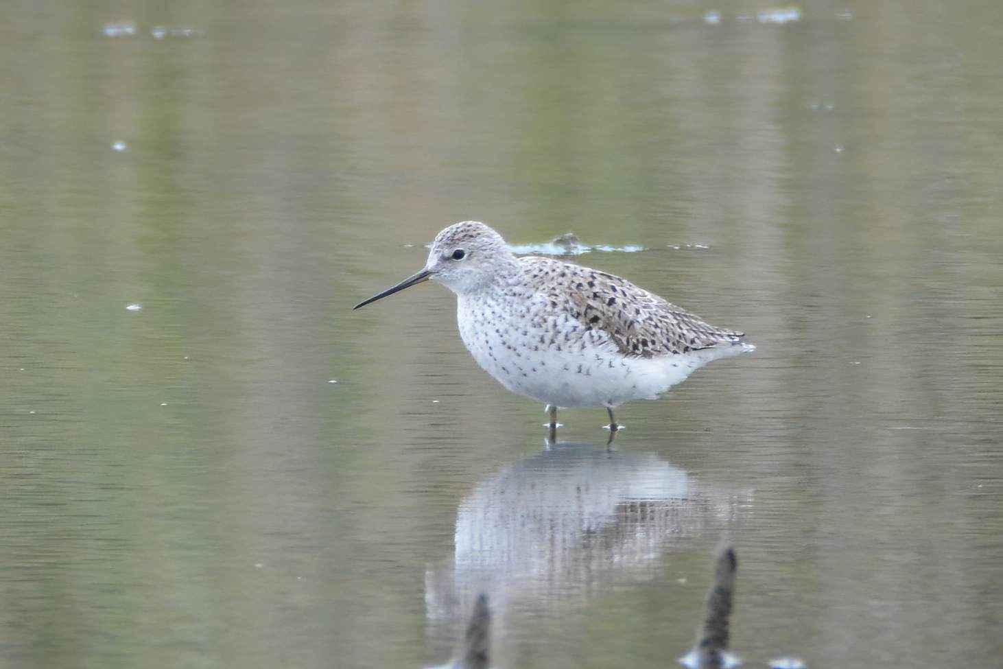 Marsh Sandpiper