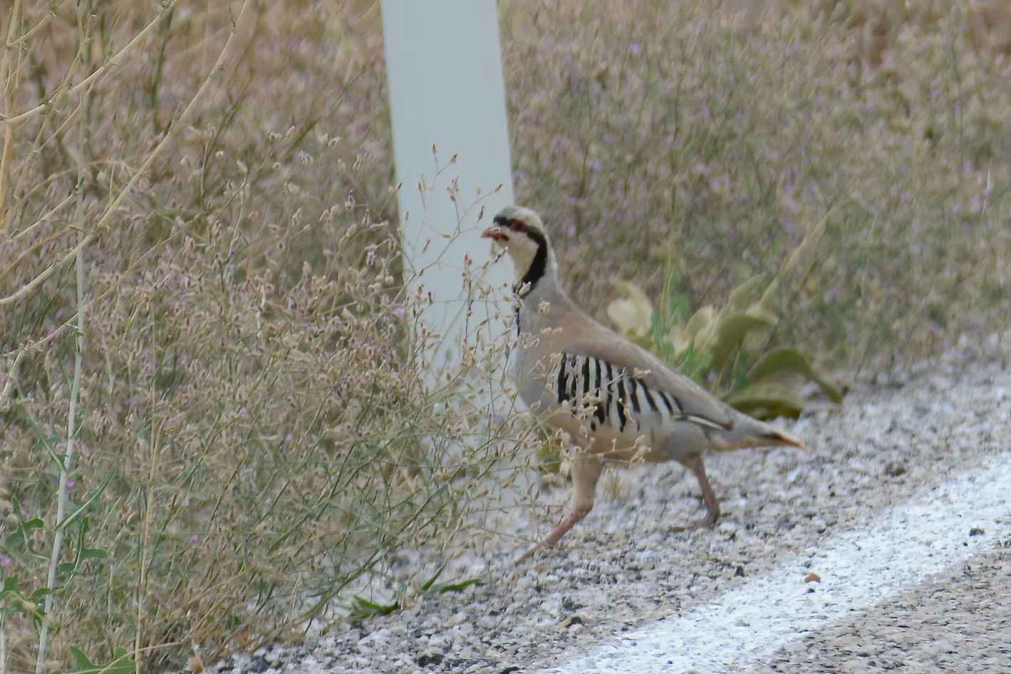 Chukar