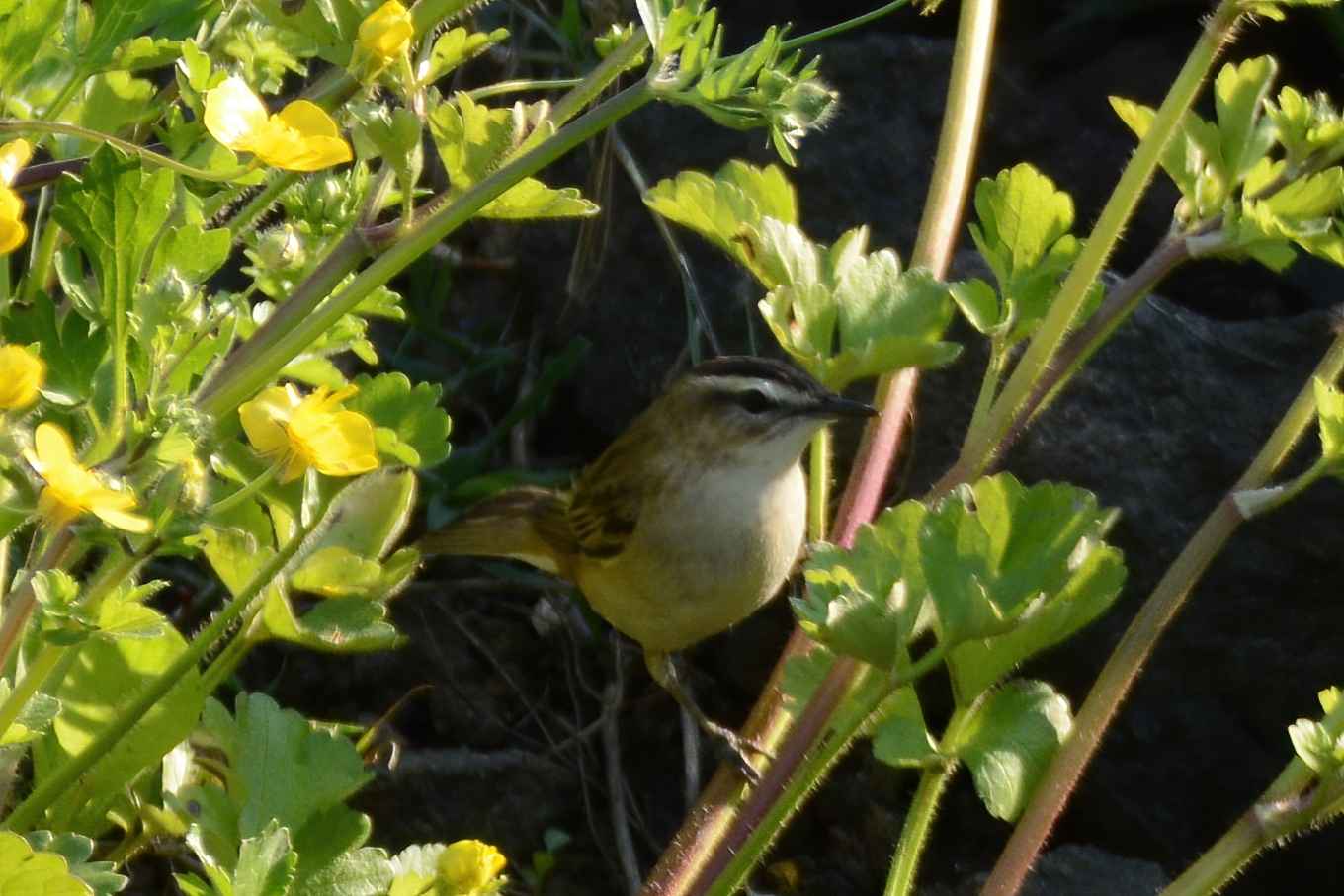 Sedge Warbler