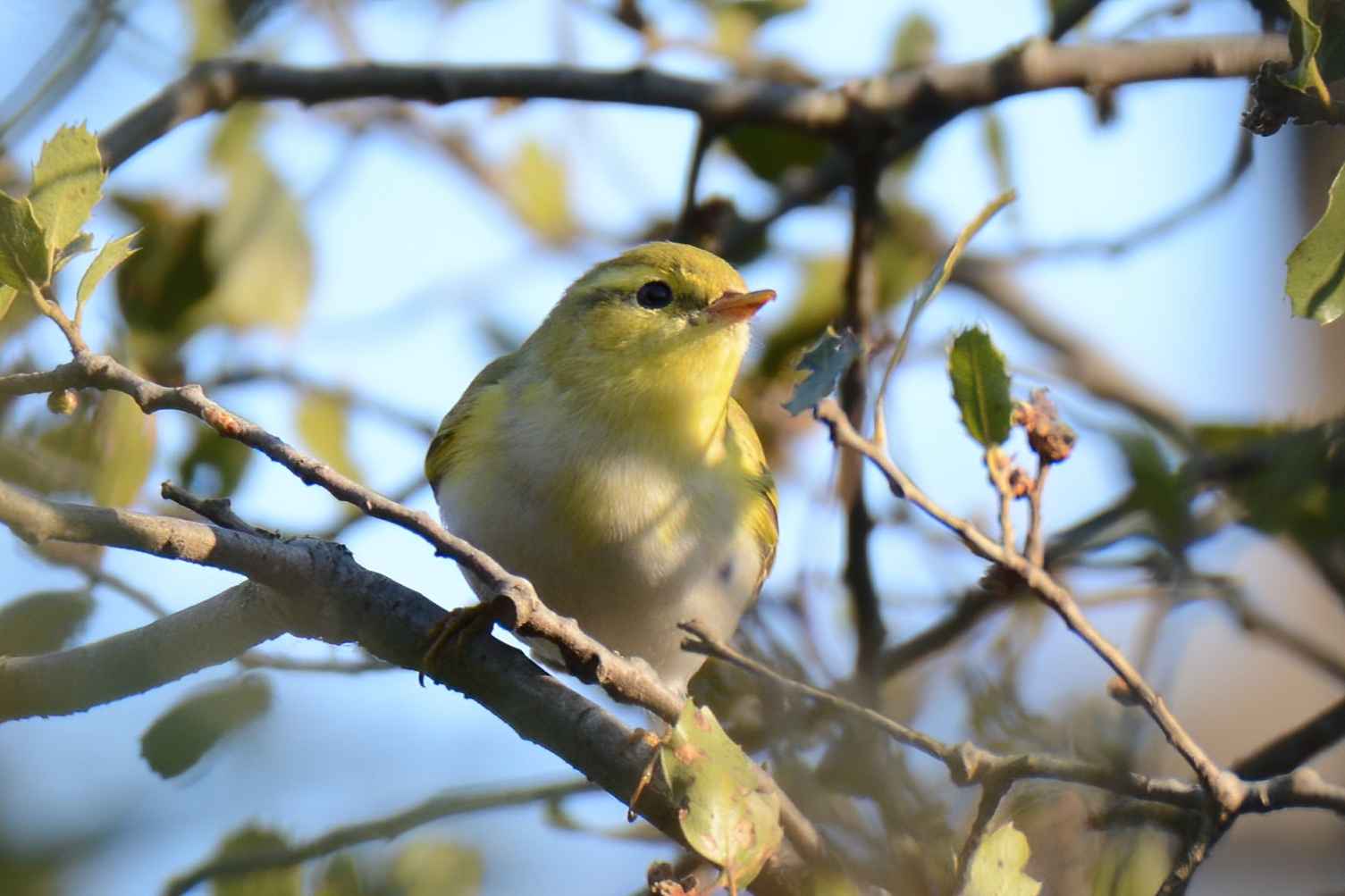 Wood Warbler
