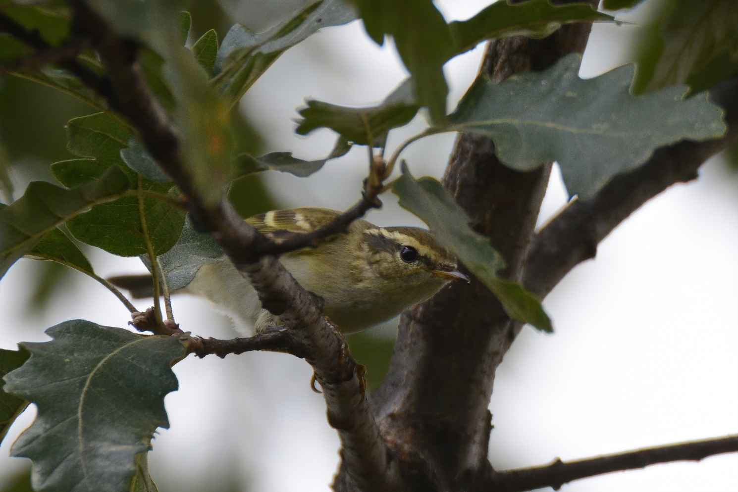 Yellow-browed Warbler
