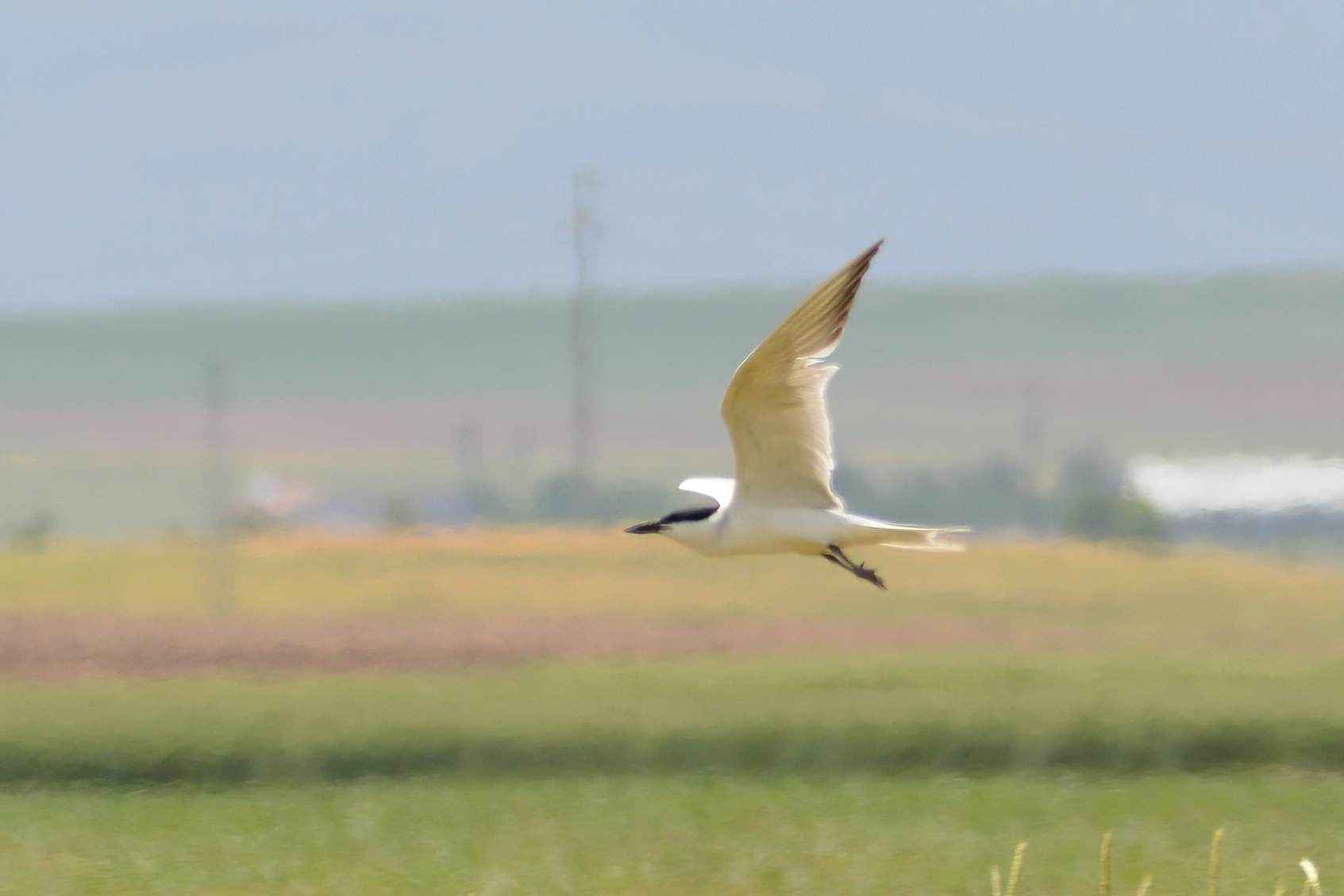 Gull-billed Tern