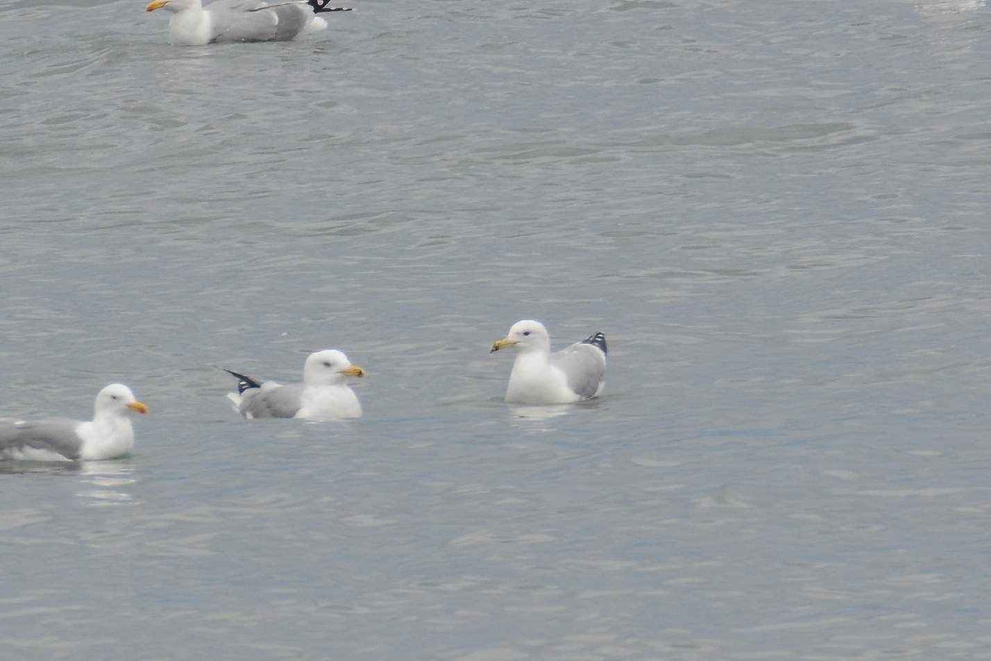 Caspian Gull