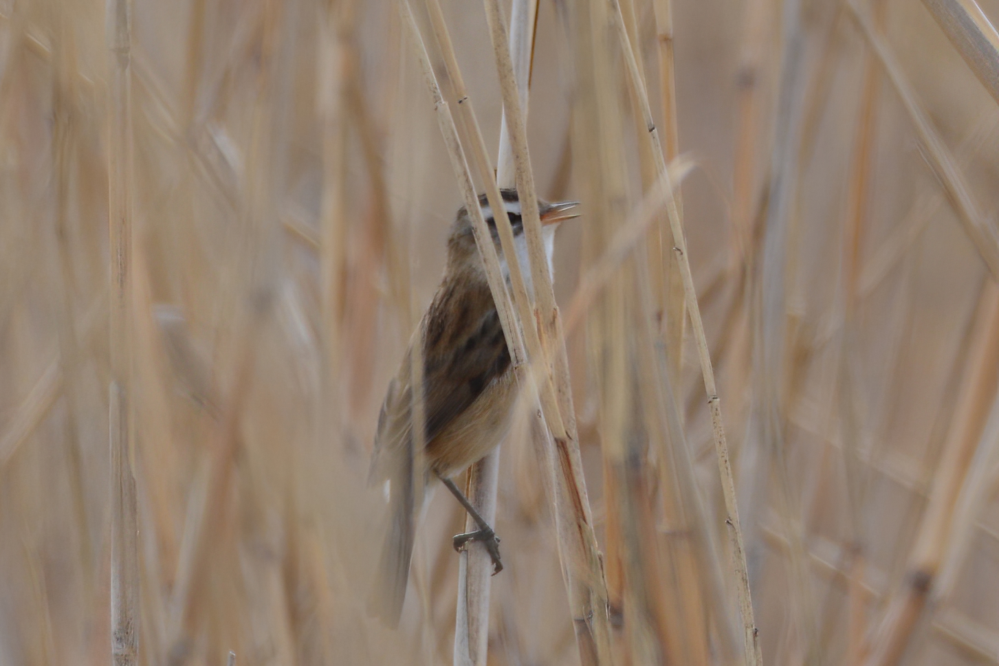 Moustached Warbler