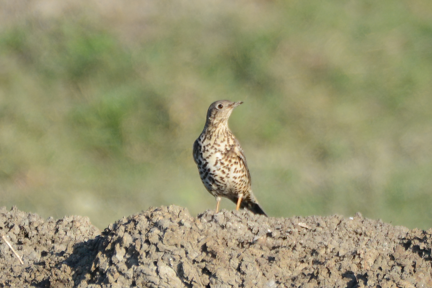 Mistle Thrush