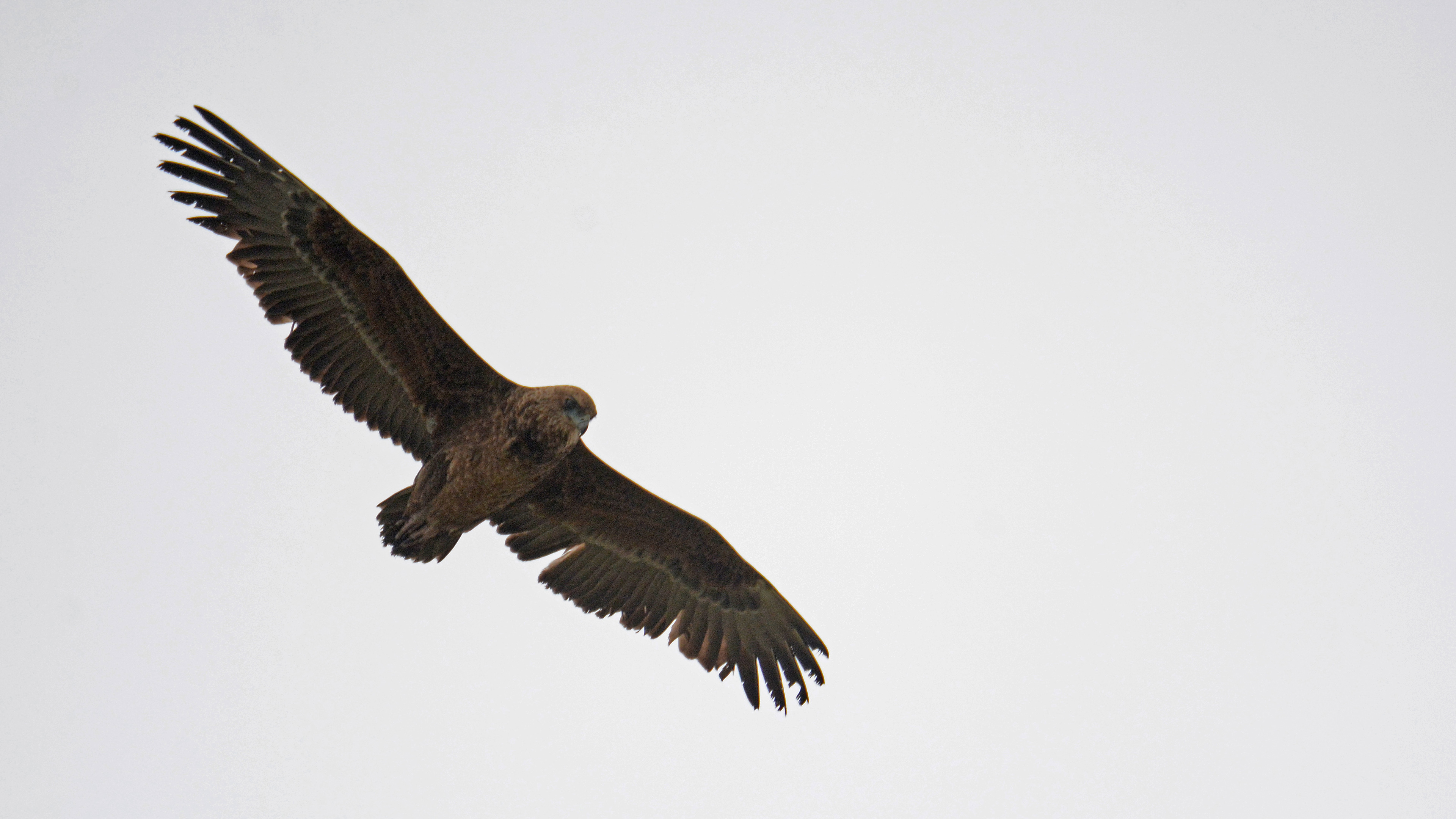 Bateleur