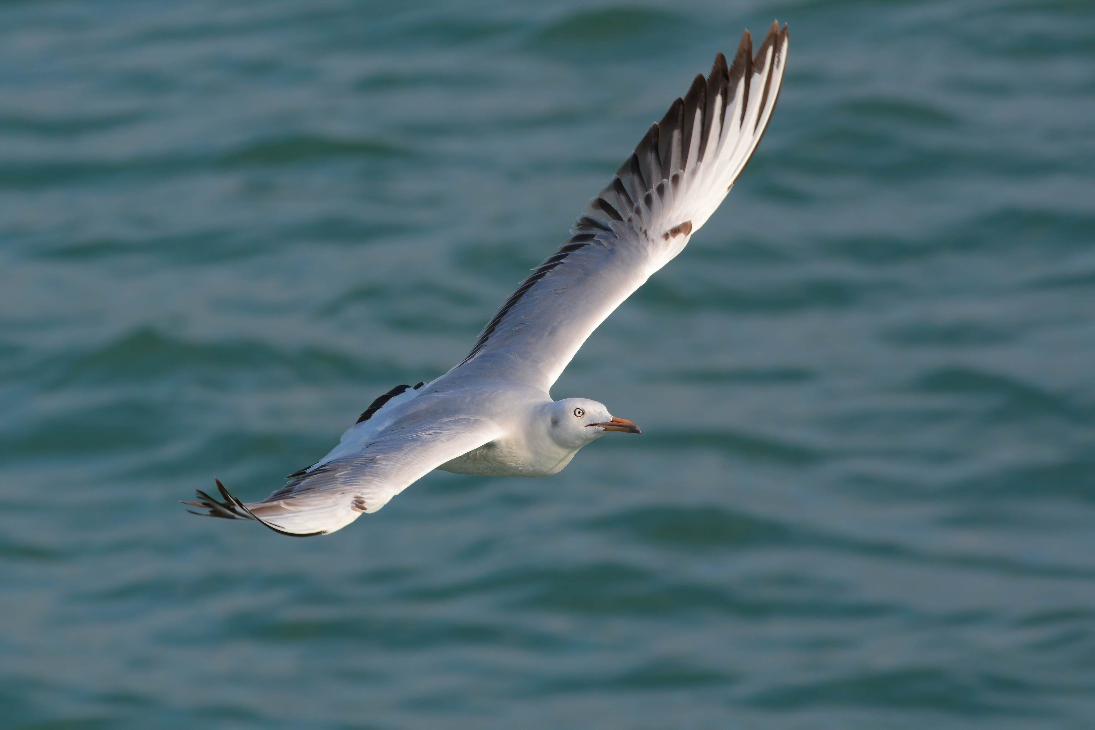 Slender-billed Gull
