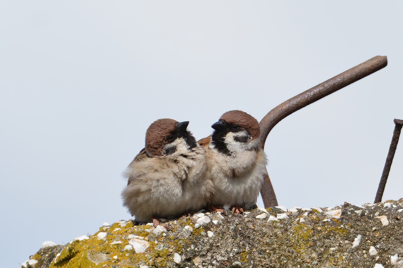 Eurasian Tree Sparrow — Ana fotoğraf