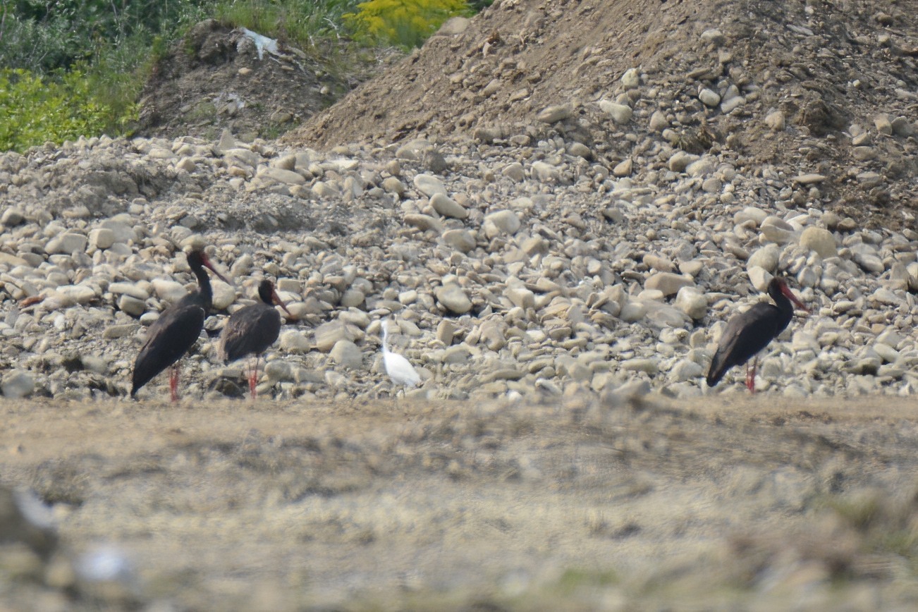 Black Stork