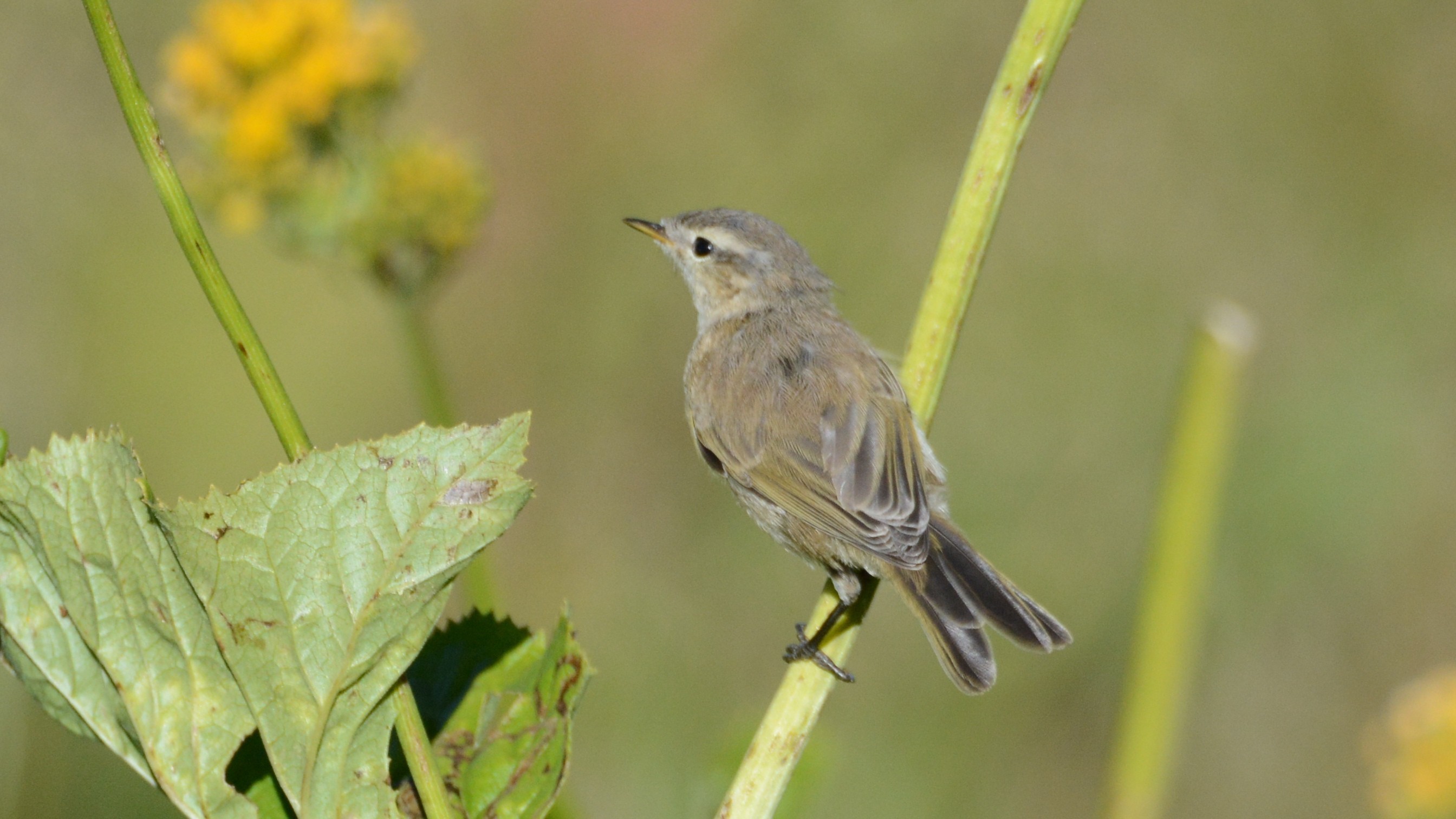 Mountain Chiffchaff — Ana fotoğraf