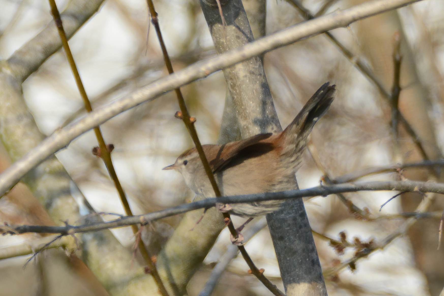 Cetti's Warbler