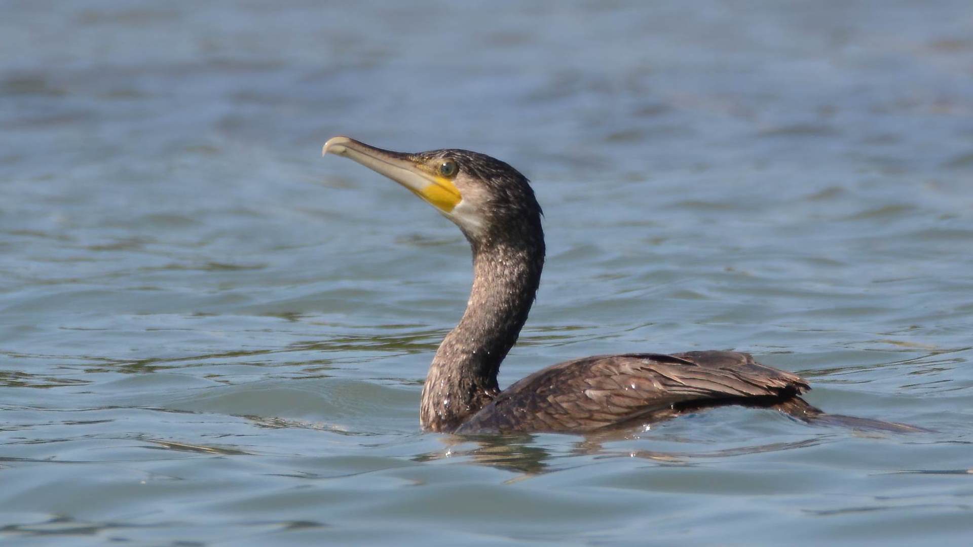 Great Cormorant