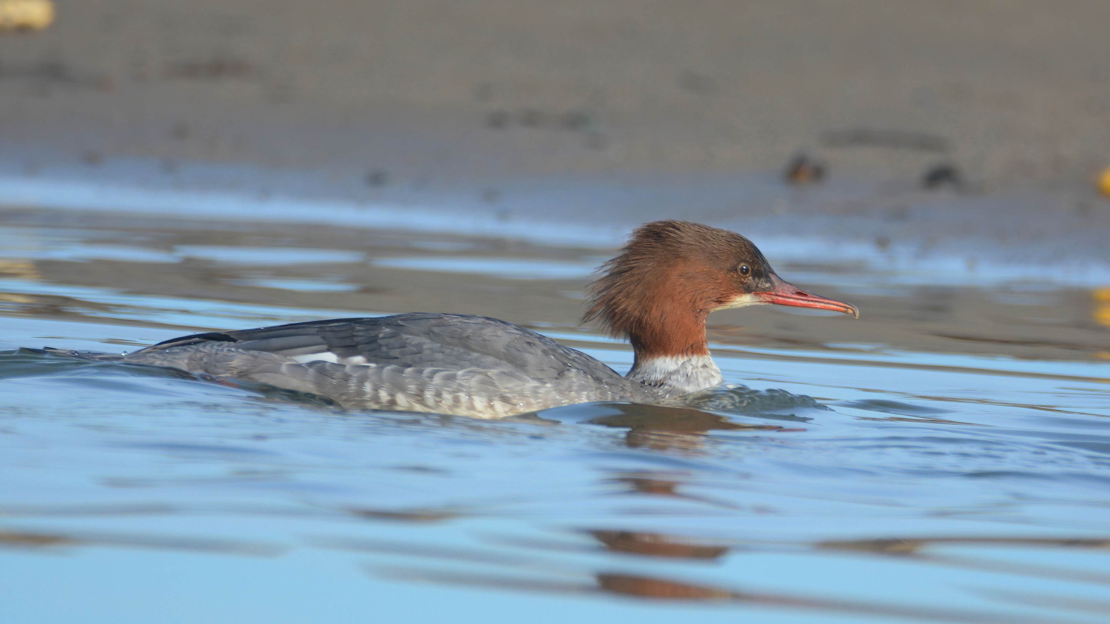 Common Merganser