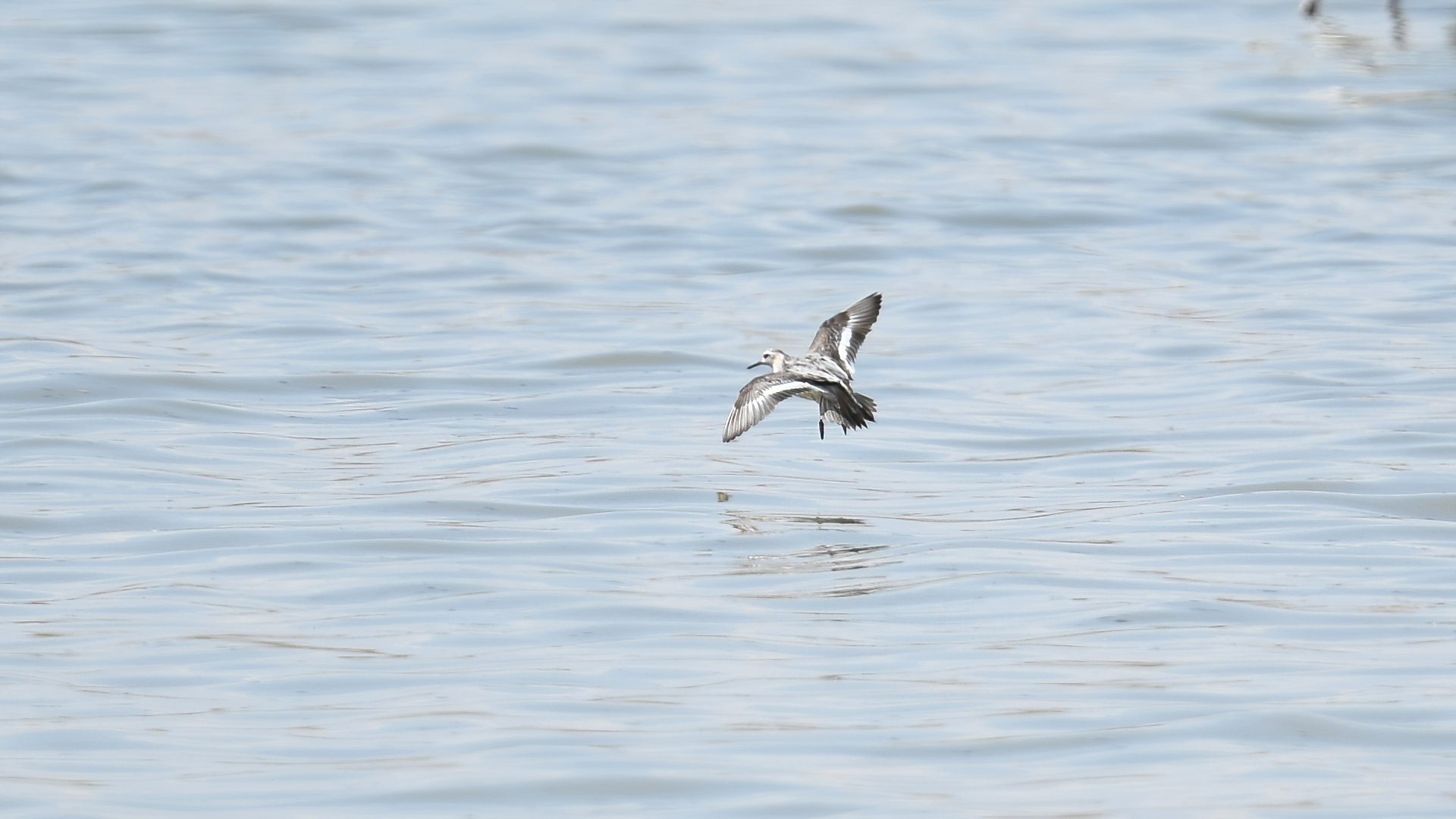 Red Phalarope — Ana fotoğraf
