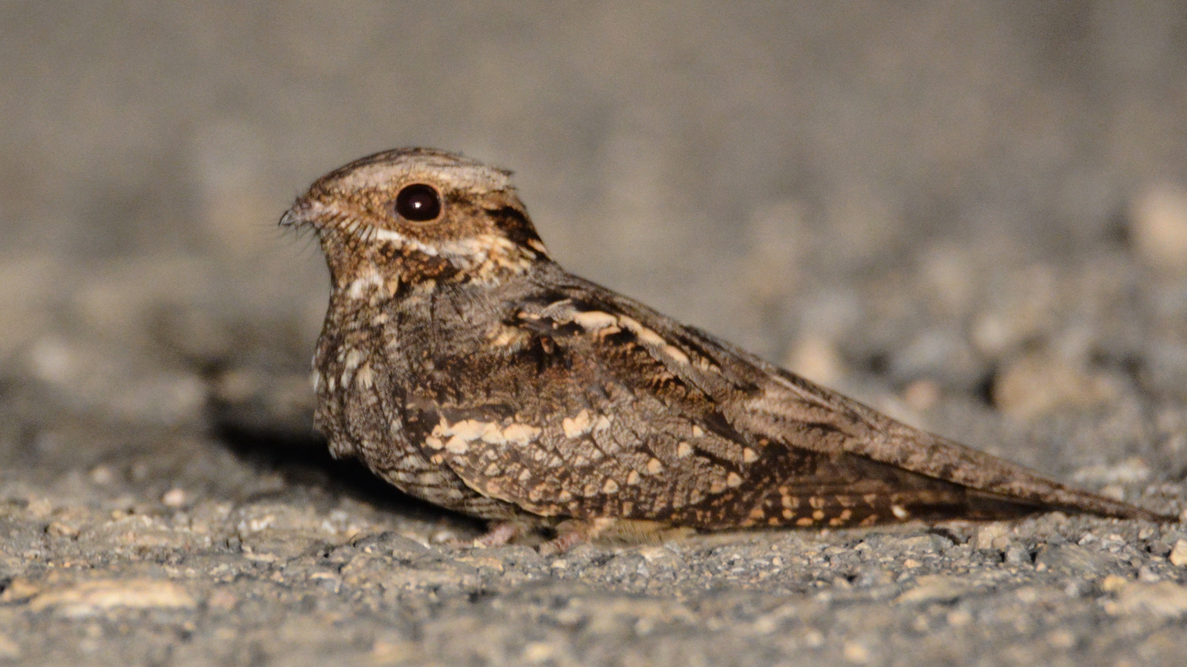 Eurasian Nightjar