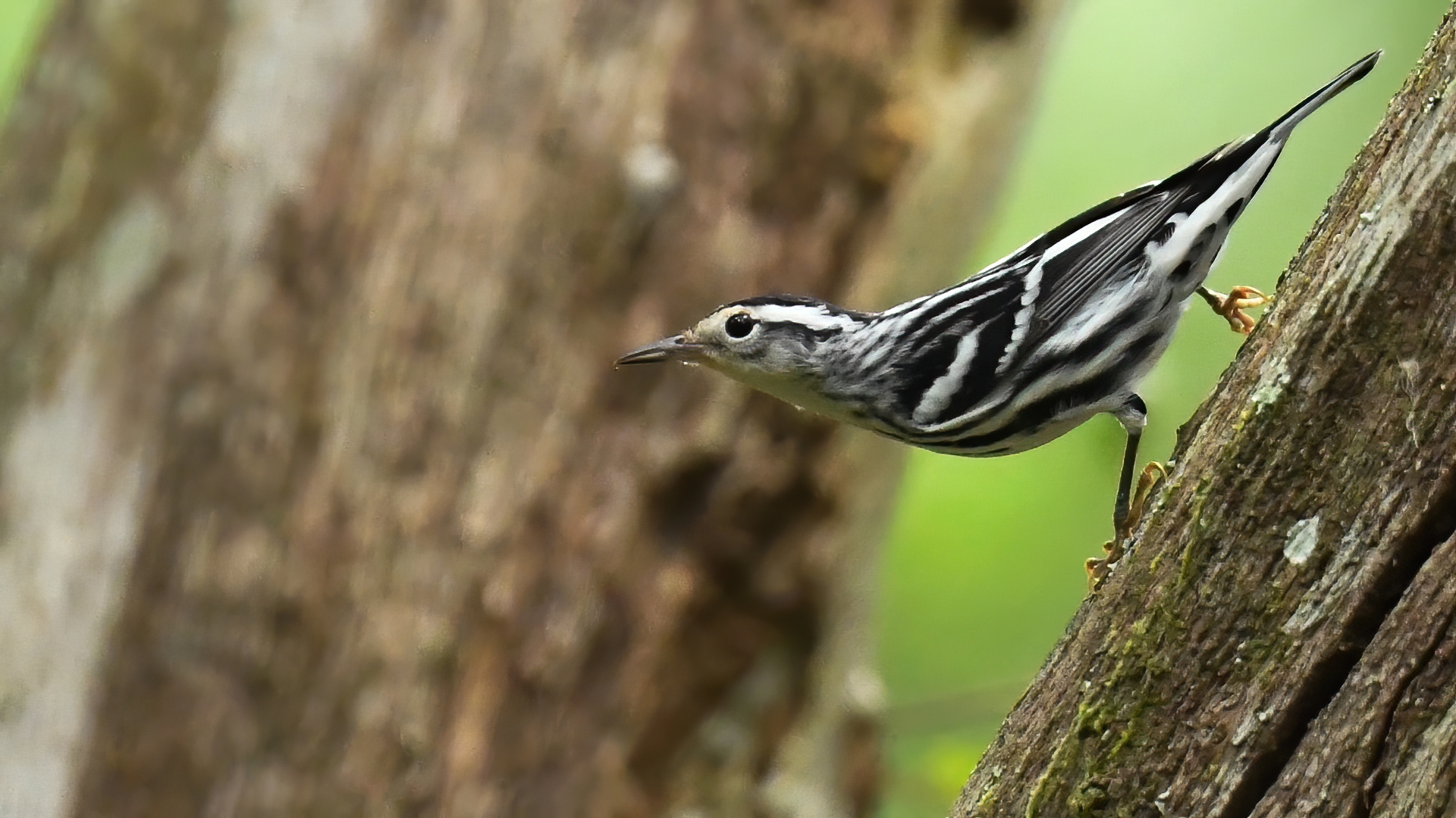 Black-and-white Warbler