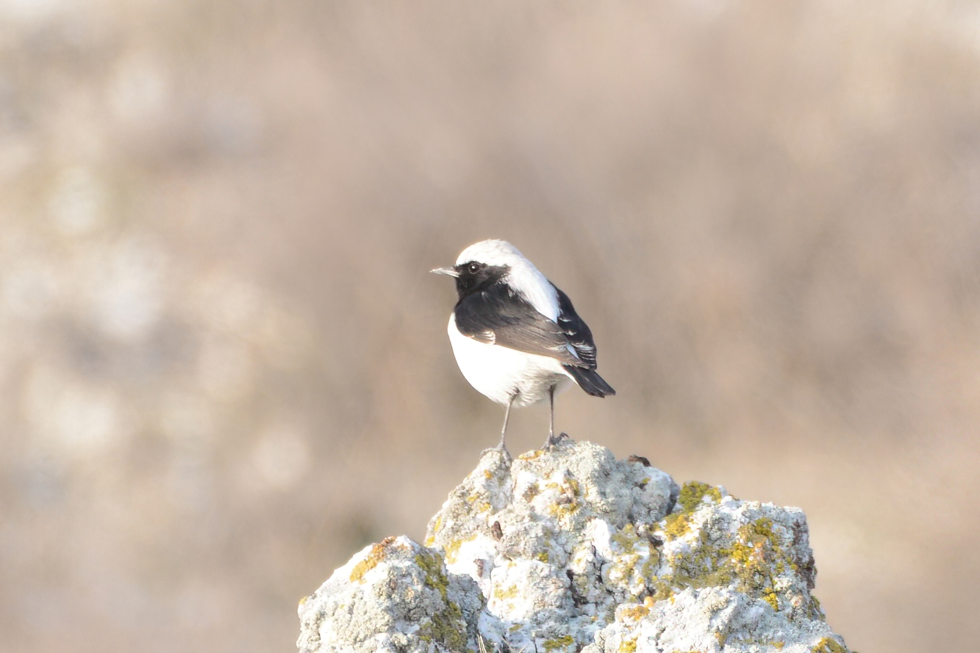 Finsch's Wheatear
