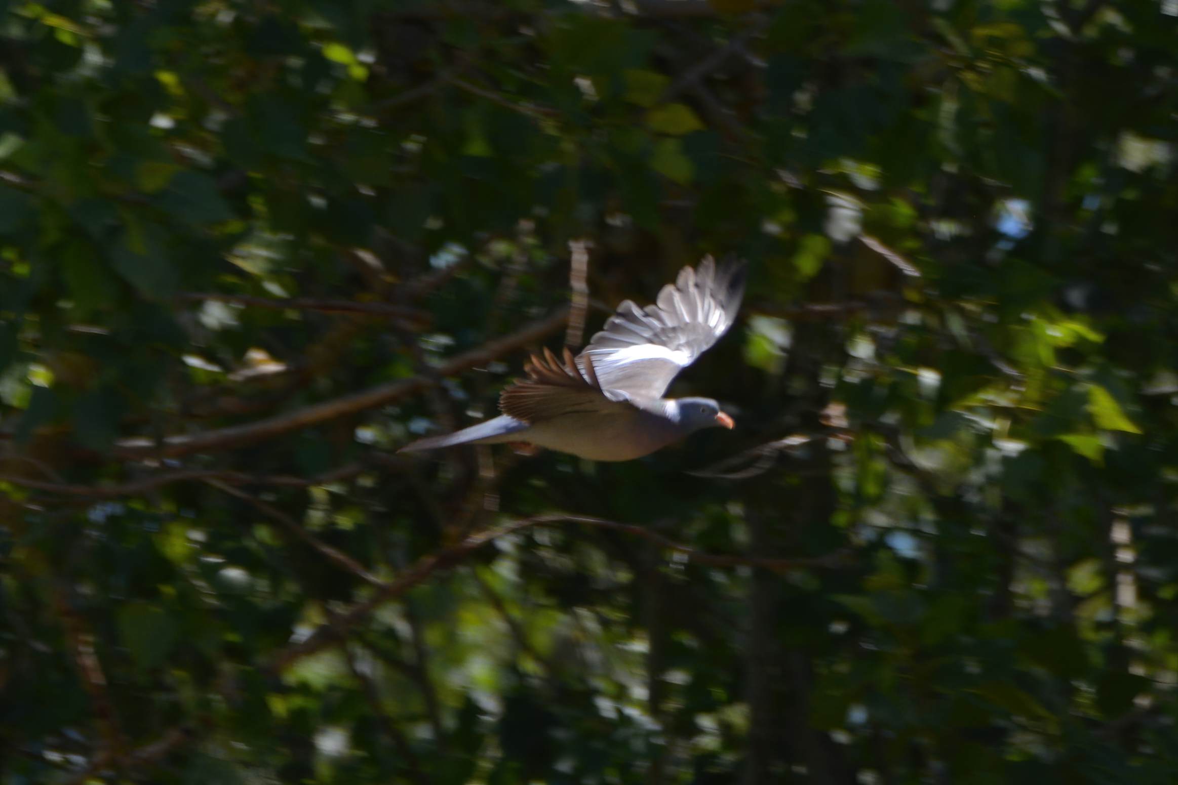 Common Wood-Pigeon