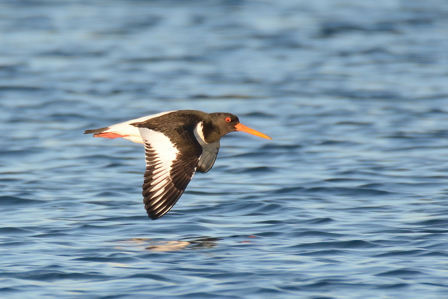 Eurasian Oystercatcher