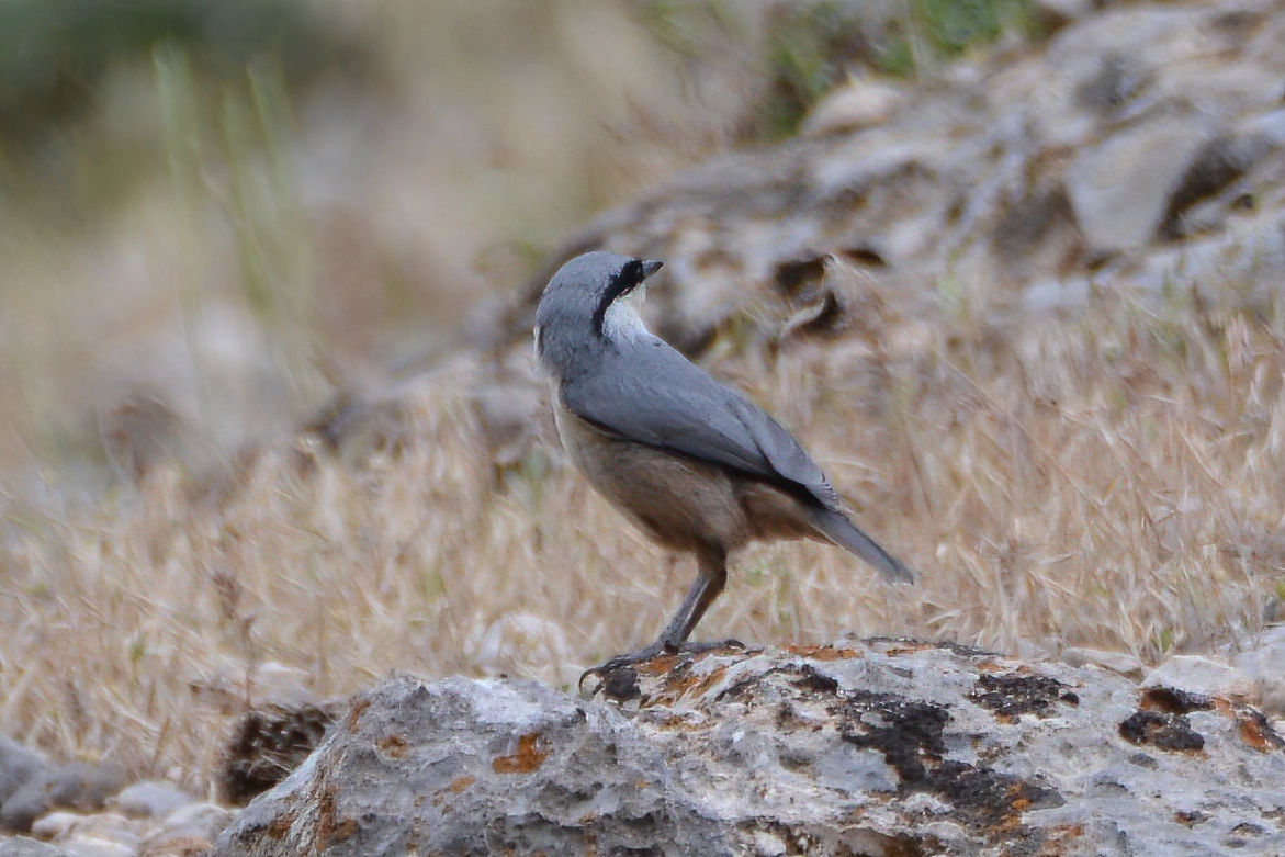 Western Rock Nuthatch — Ana fotoğraf