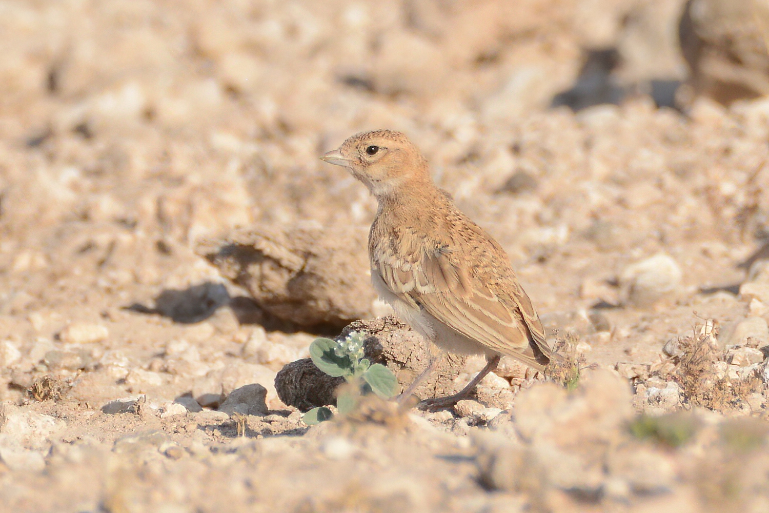 Lesser Short-toed Lark