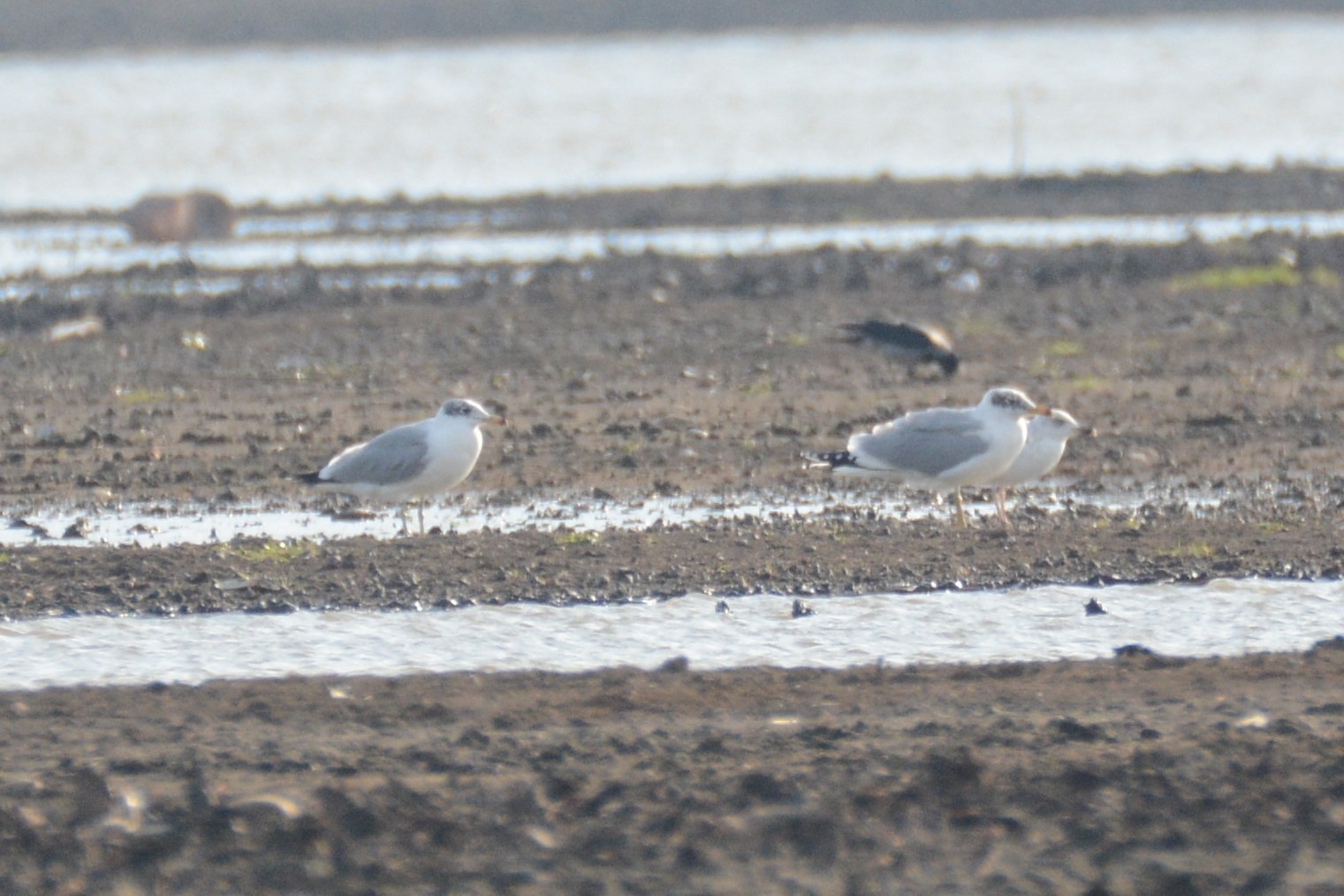 Pallas's Gull