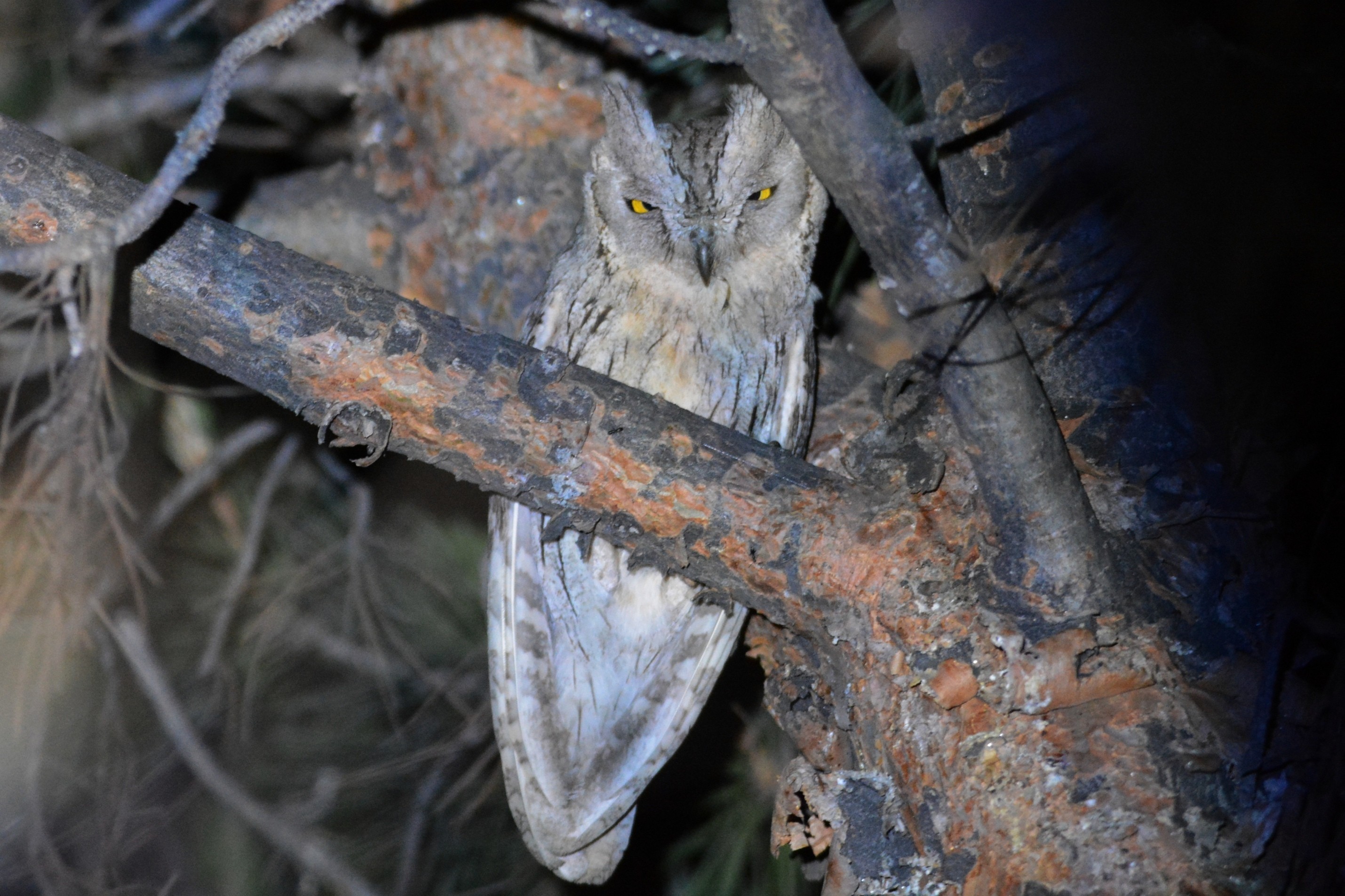 Pallid Scops-Owl