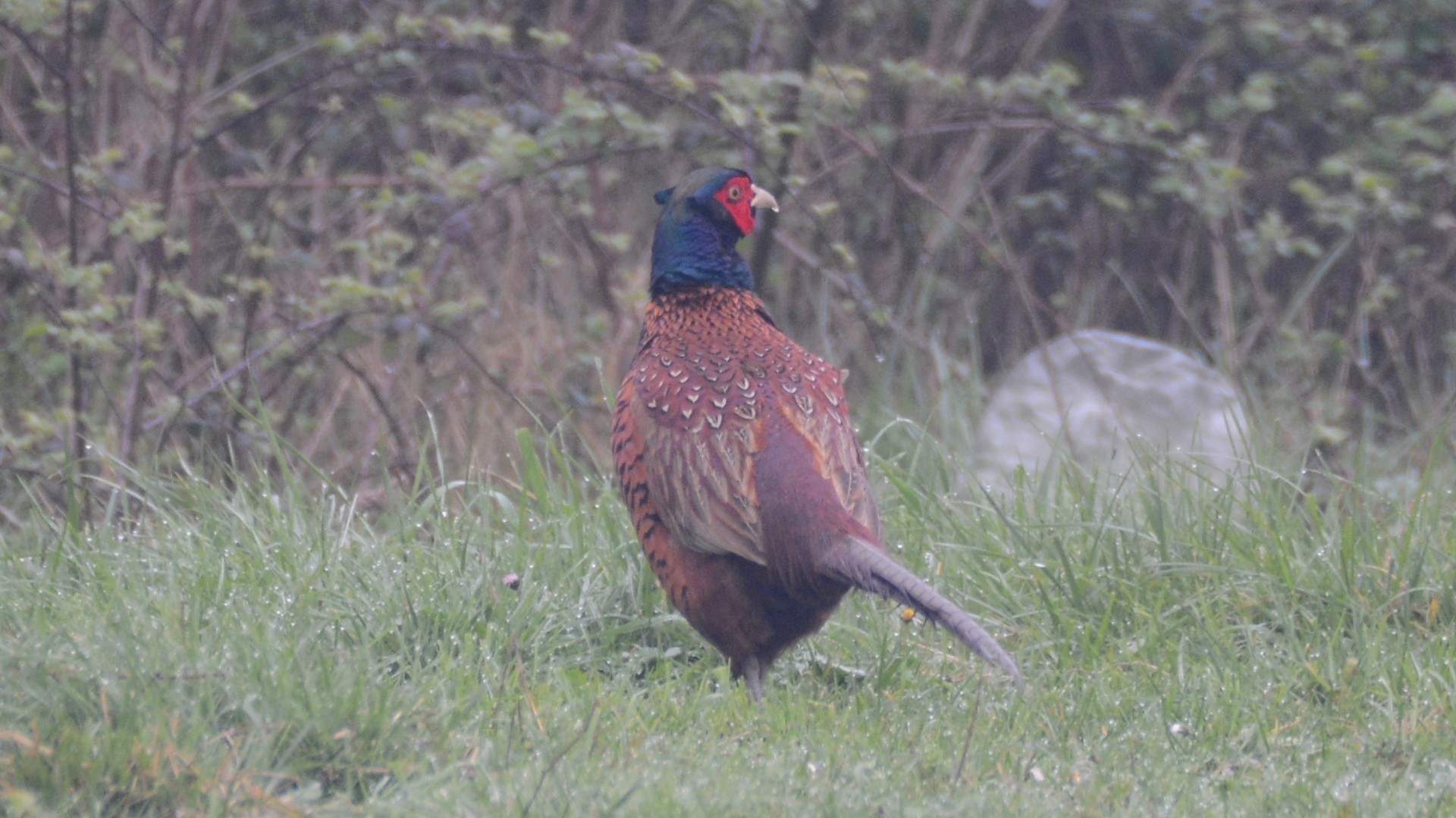 Ring-necked Pheasant