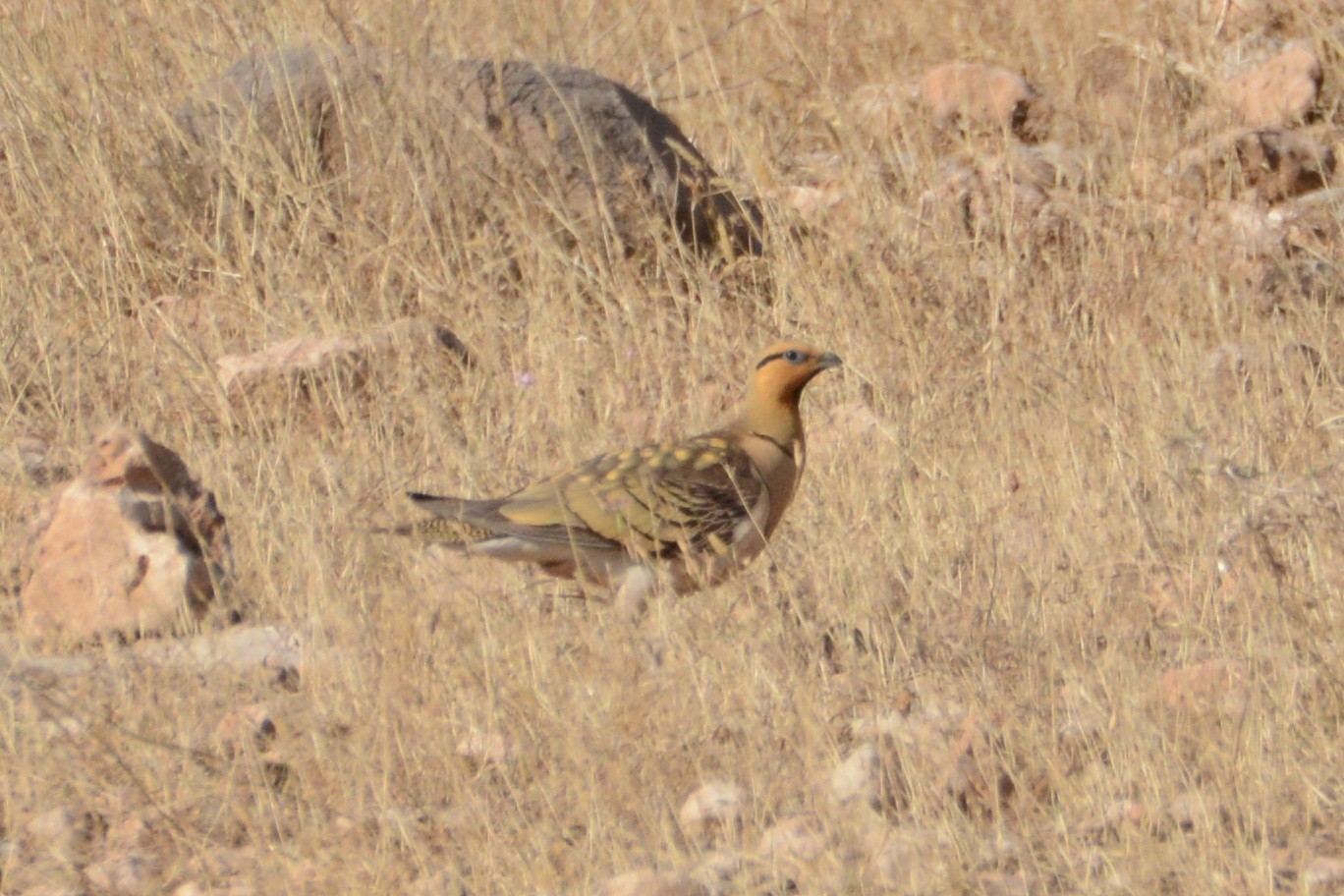 Pin-tailed Sandgrouse